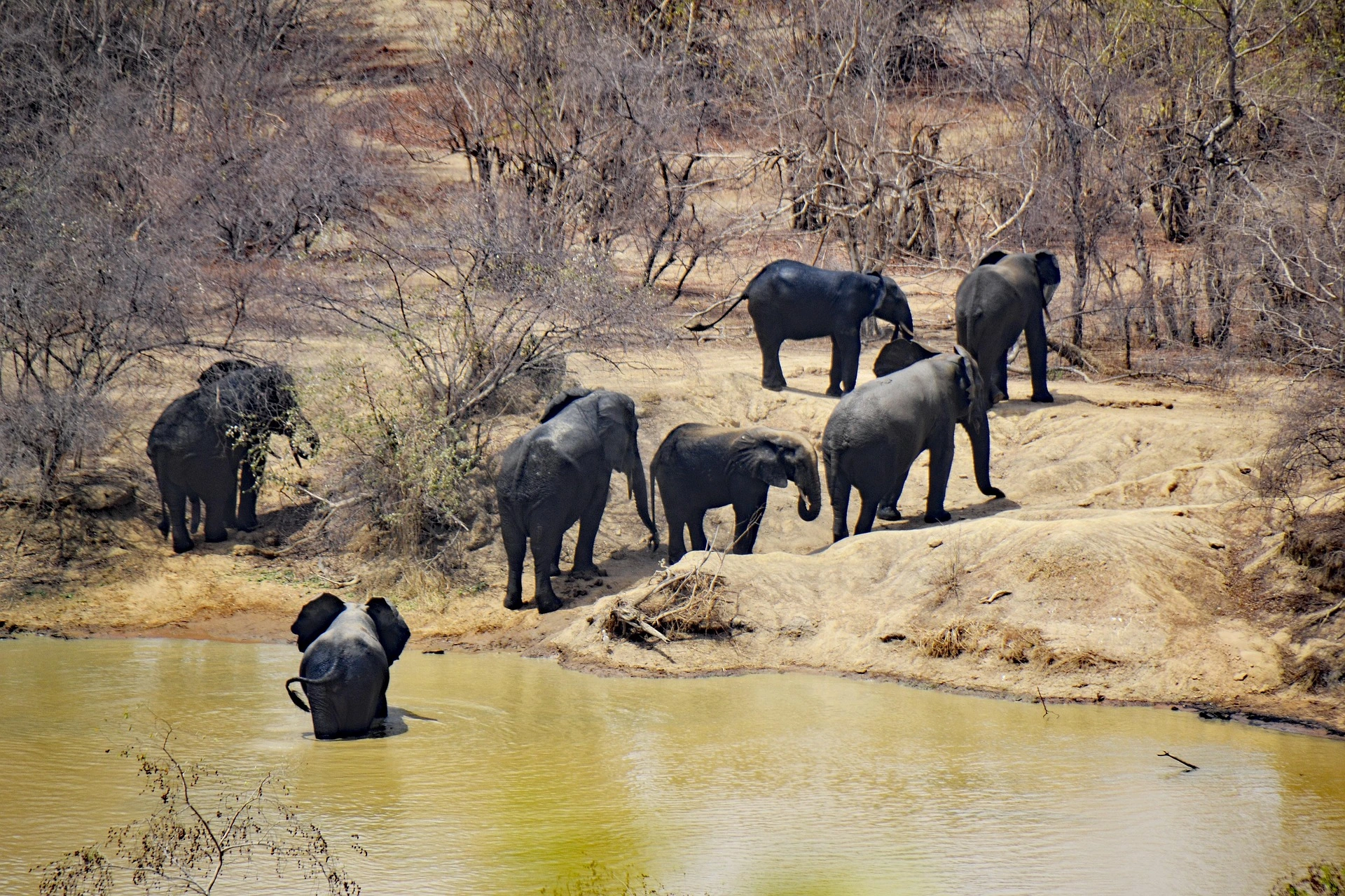Mole National Park i Ghana