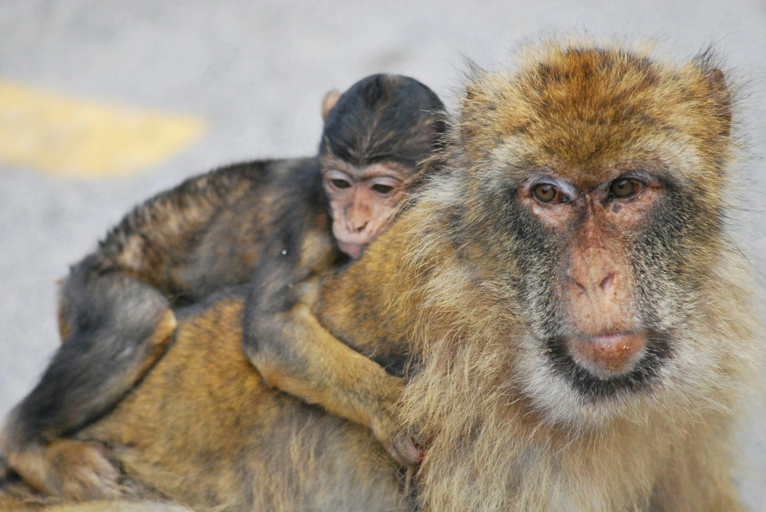 Barbary macaque med unge i Gibraltar