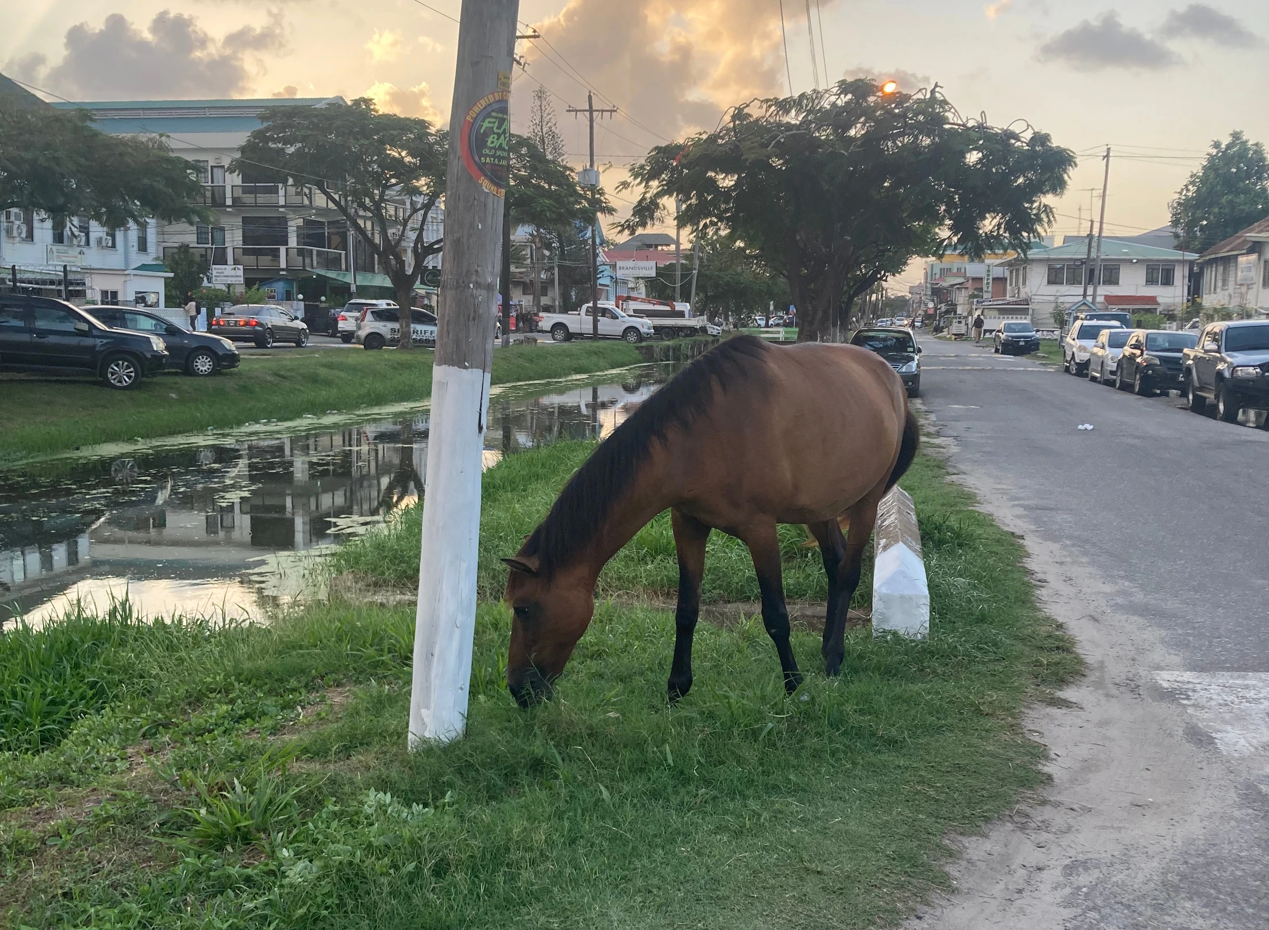 Vilsen häst som strövar runt i Georgetown, Guyana