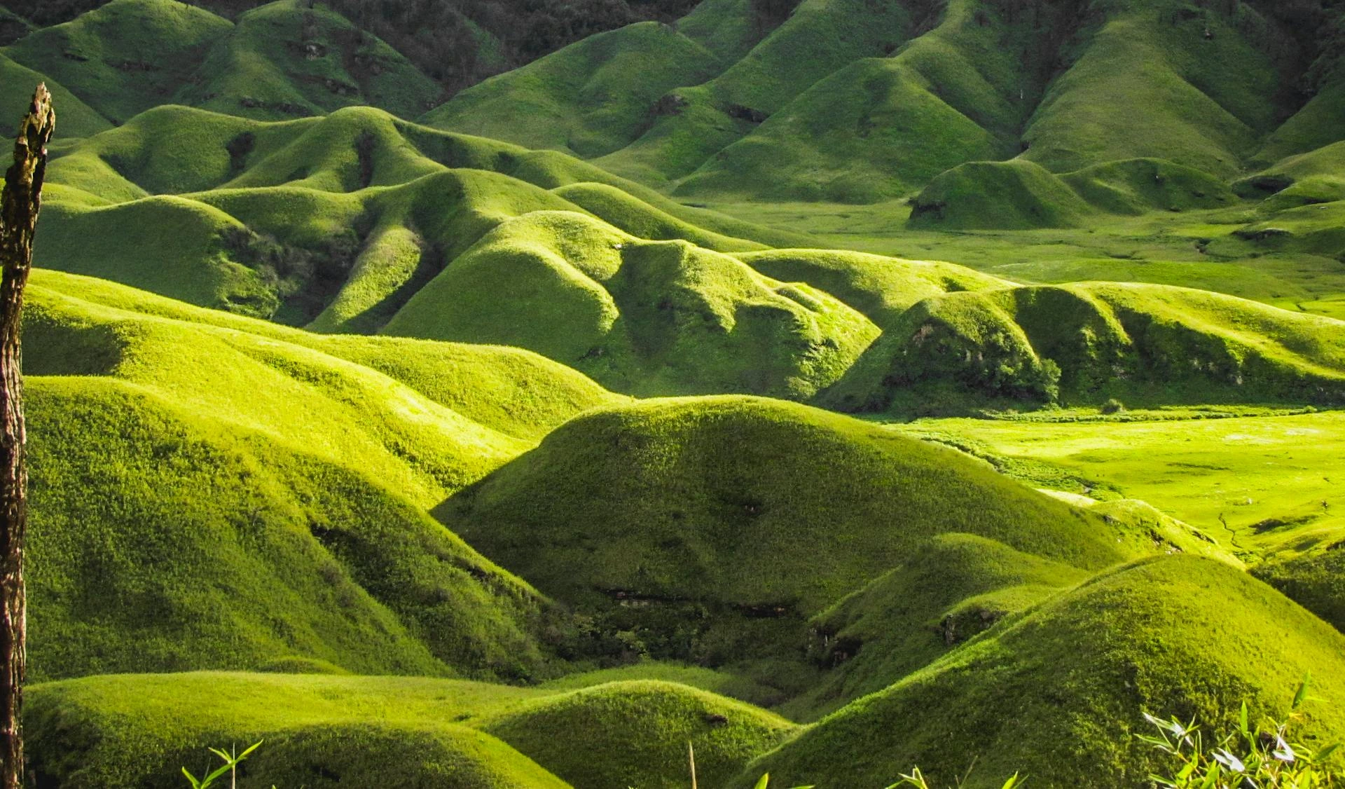 Dzukou Valley, Indien