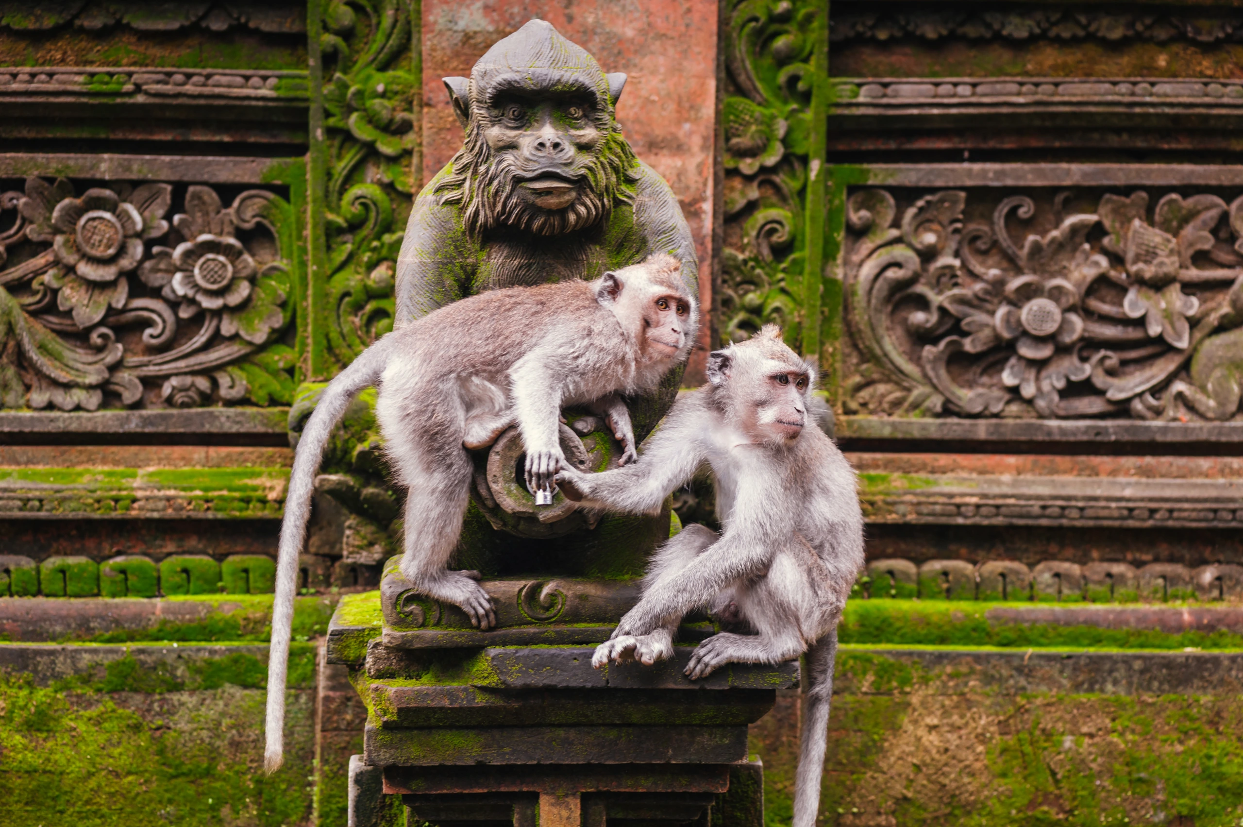 Long-tailed macaque i Indonesien