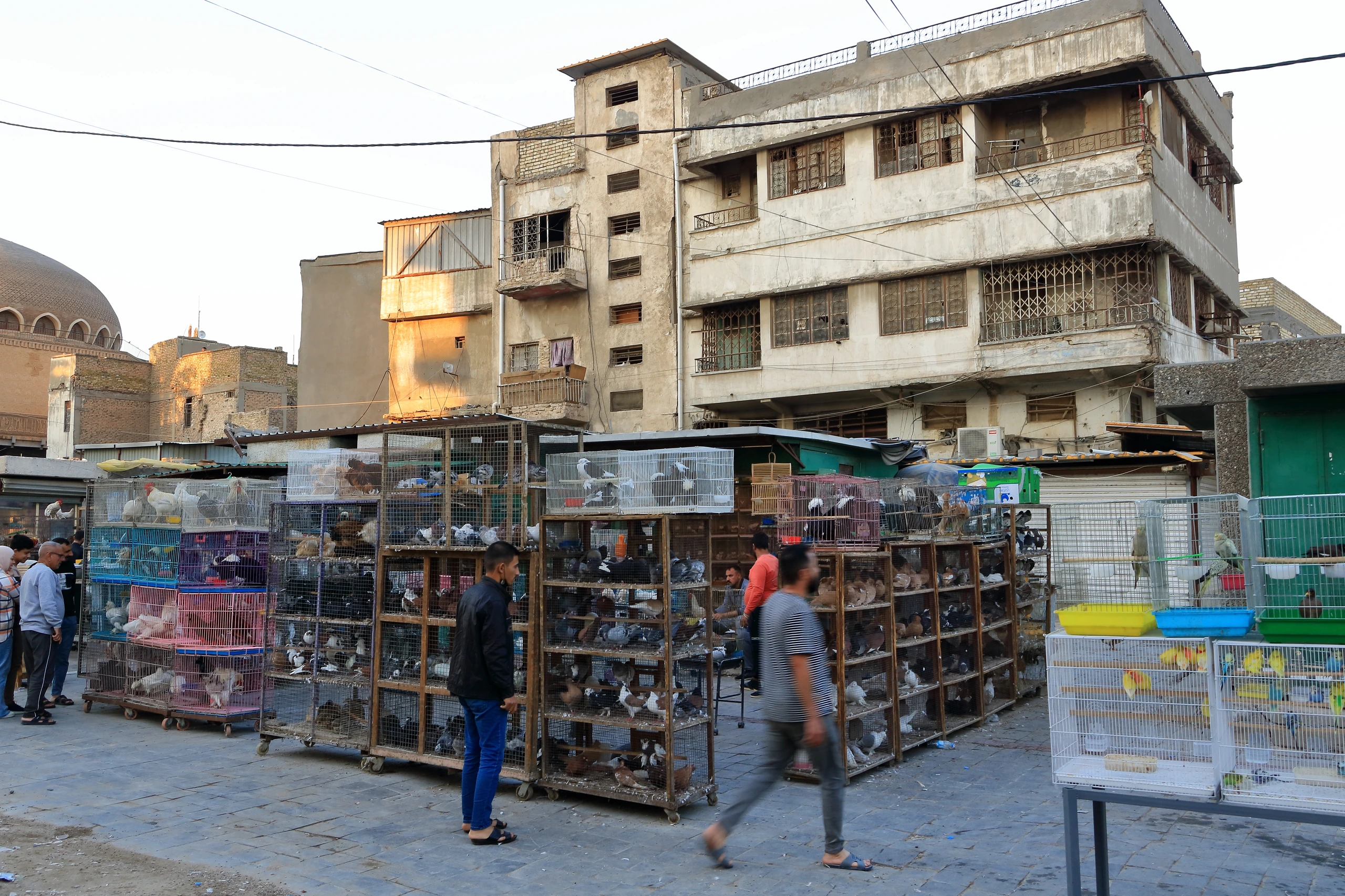 Fågelmarknaden Al-Ghazal i Bagdad, Irak
