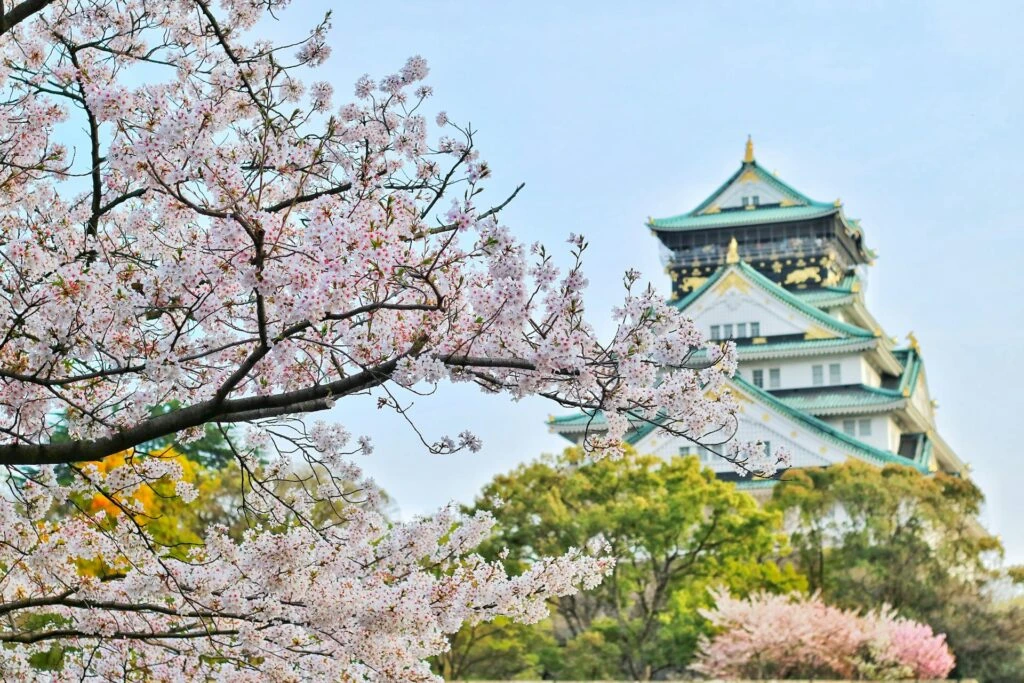 Körsbärsblommor i Japan