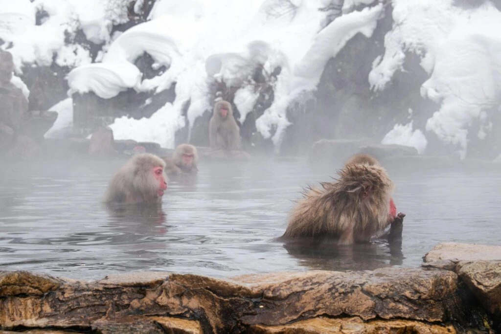 Snöapor i varma källor, Jigokudani, Japan