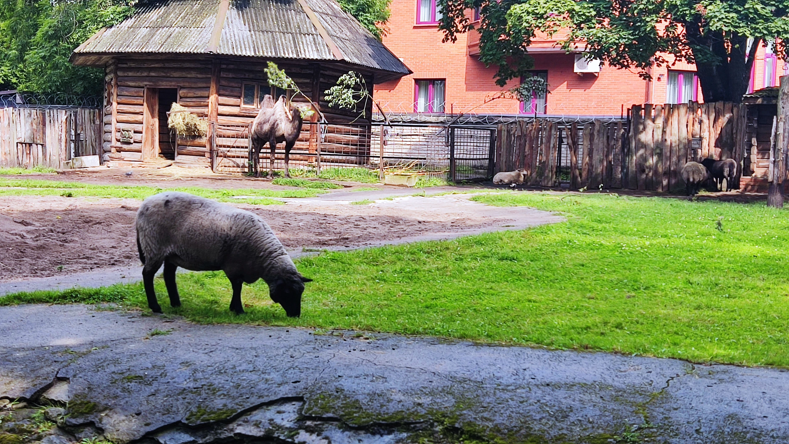 Kaliningrad Zoo, får och kamel