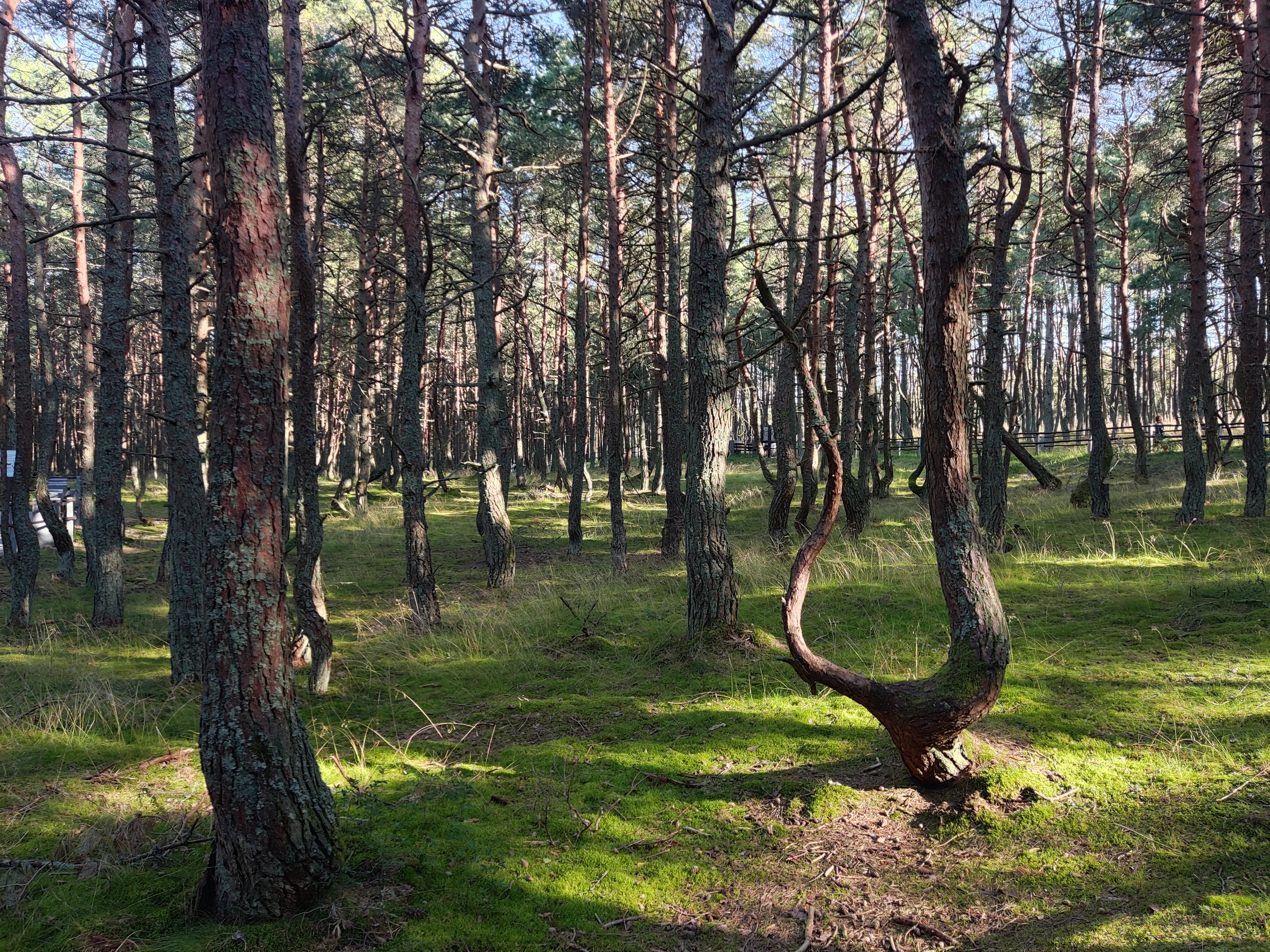 Dancing Forest på Kuriska näset, Kaliningrad