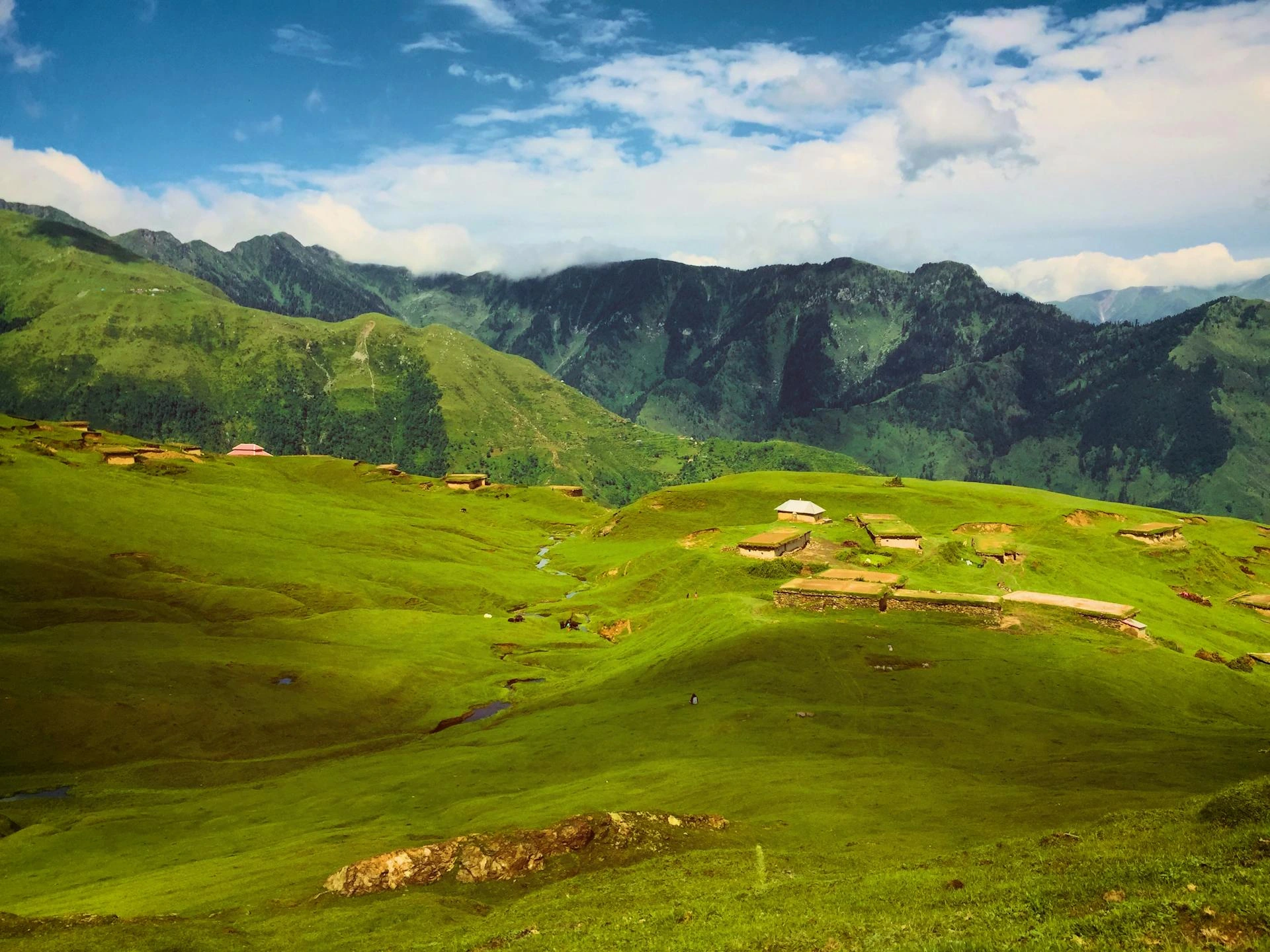 Grön äng i Kashmir