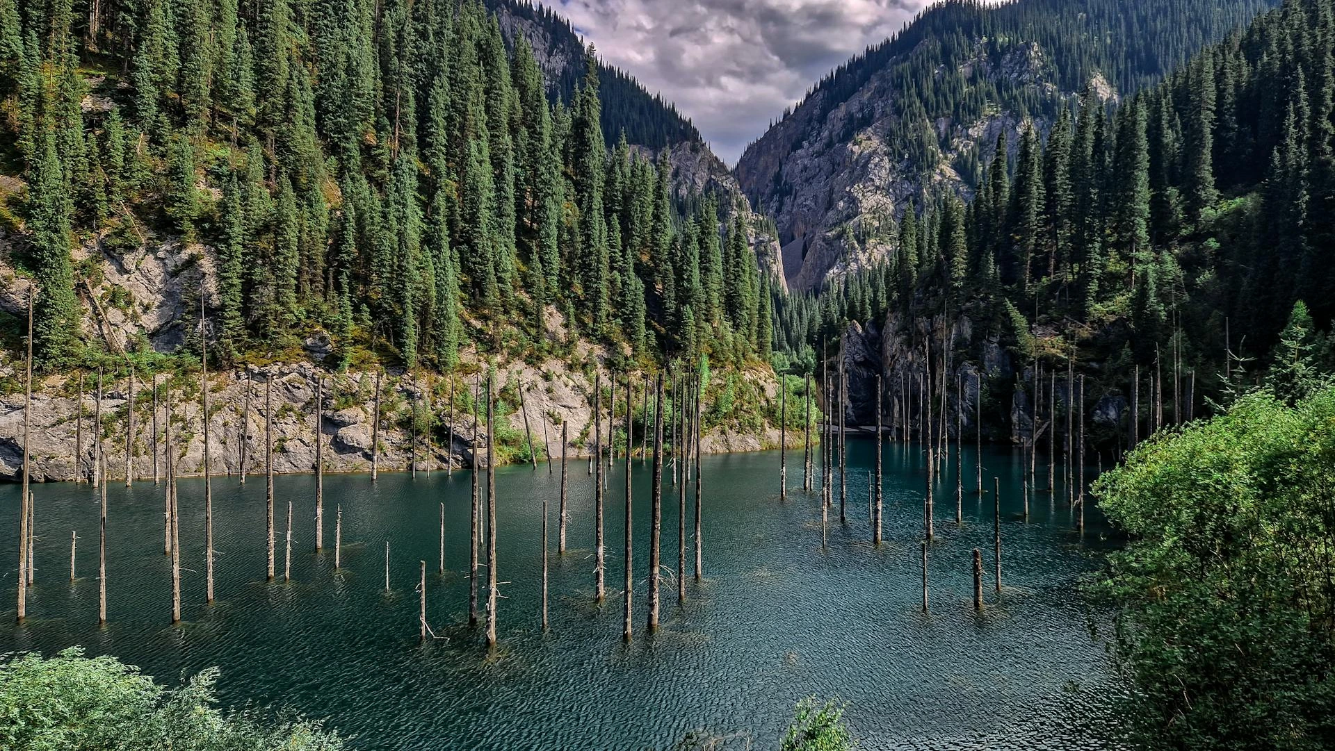 Kaalinträden i sjön Kaindy, Kazakstan