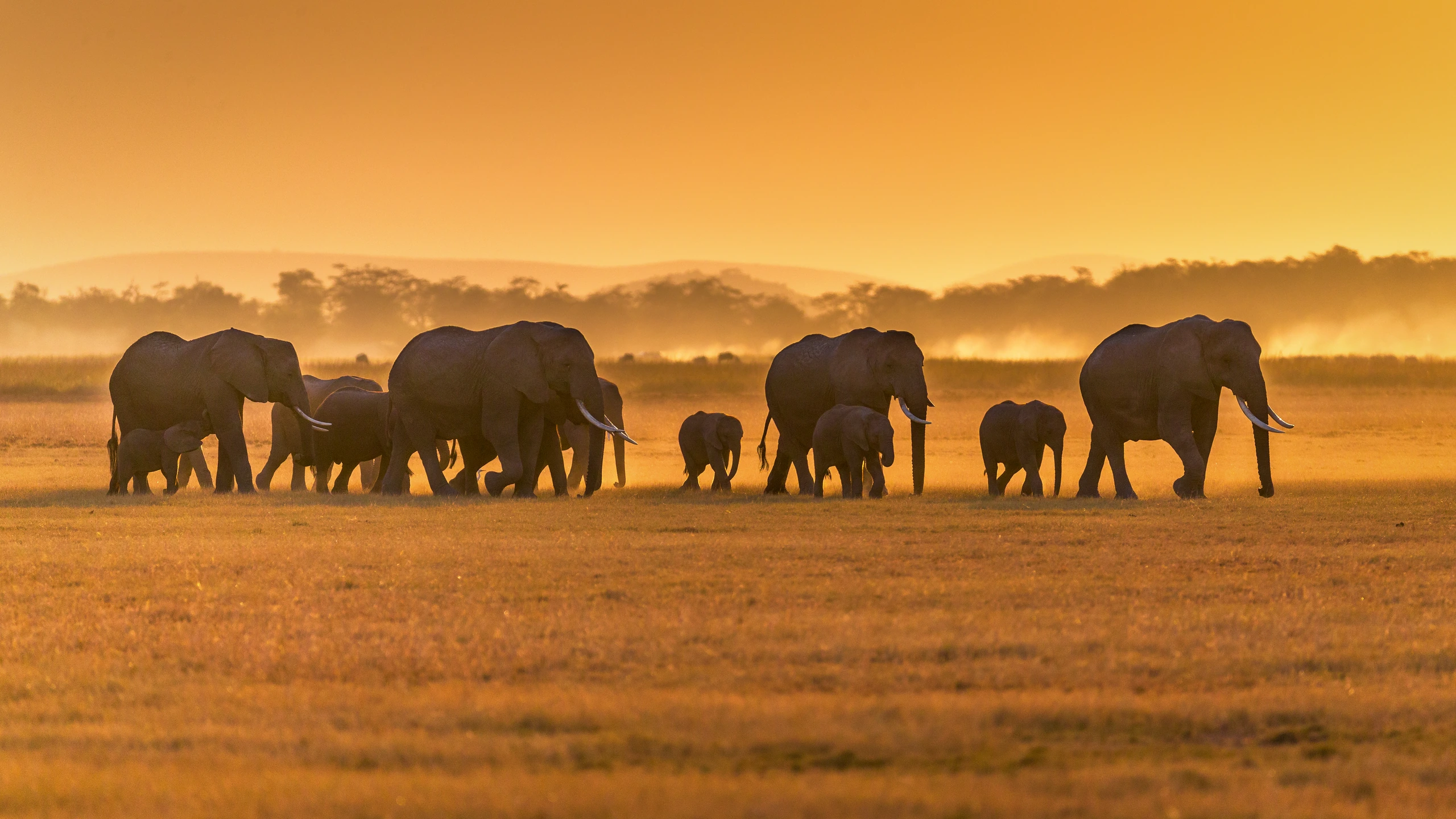 Elefanter i Amboseli, Kenya