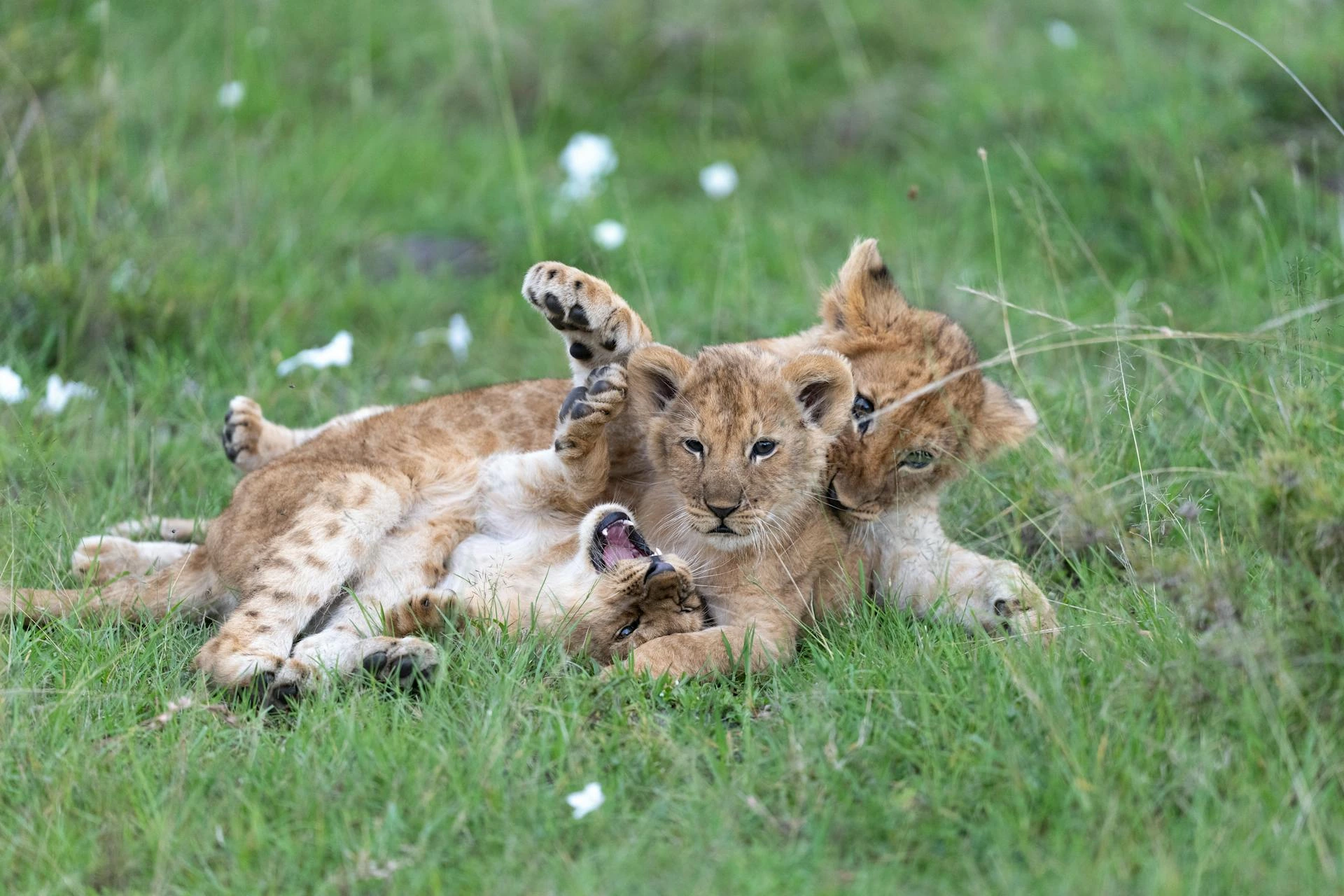 Lekfulla lejonungar i Maasai Mara, Kenya