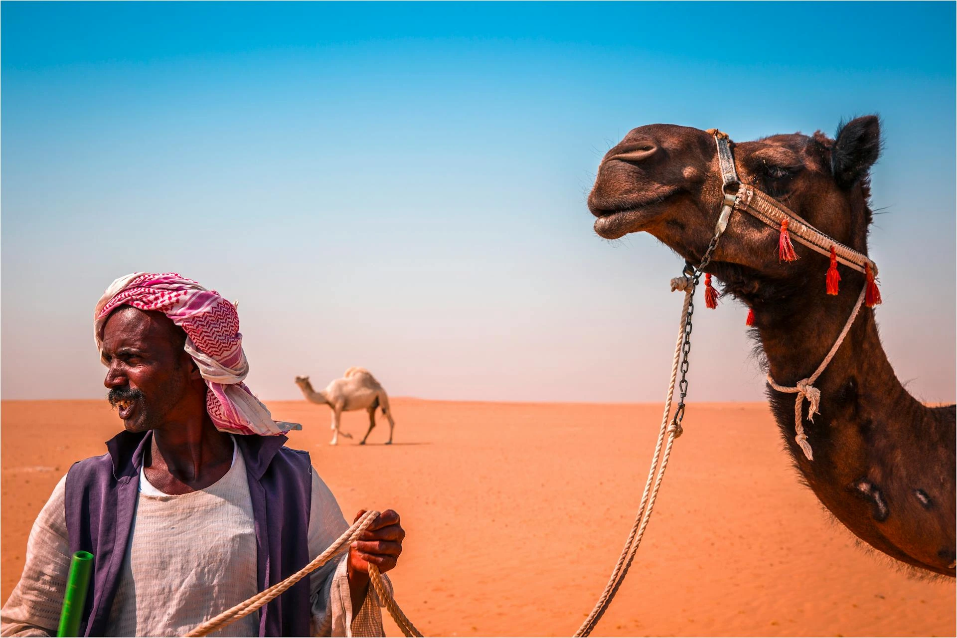 Man vid kamel i öknen, Kuwait