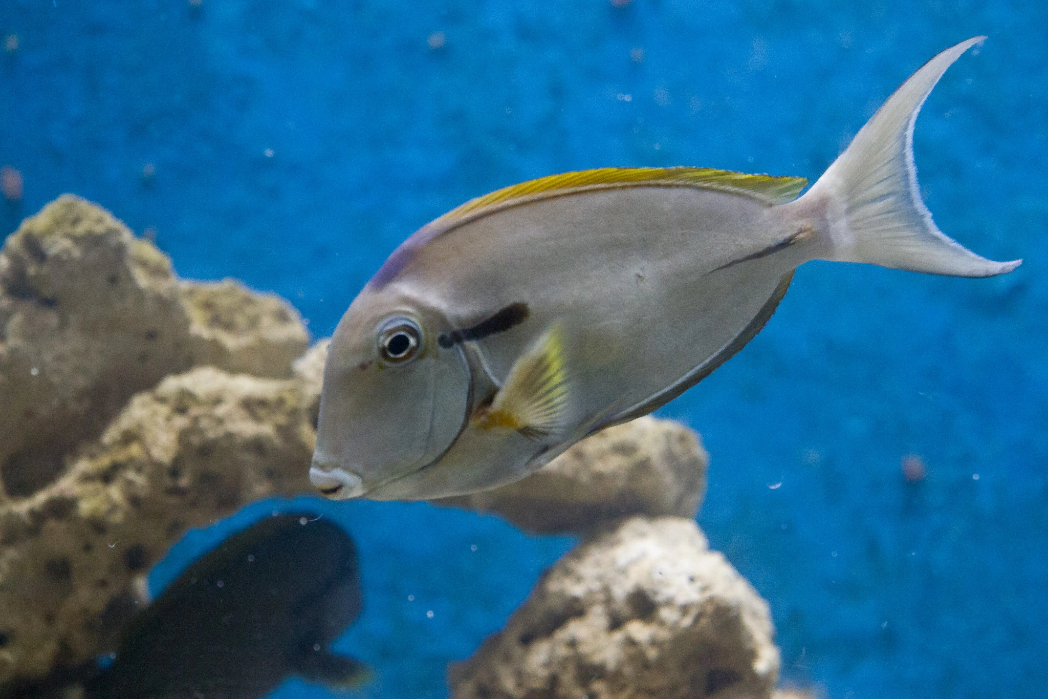 Kavaratti Aquarium med fiskar, Lakshadweep