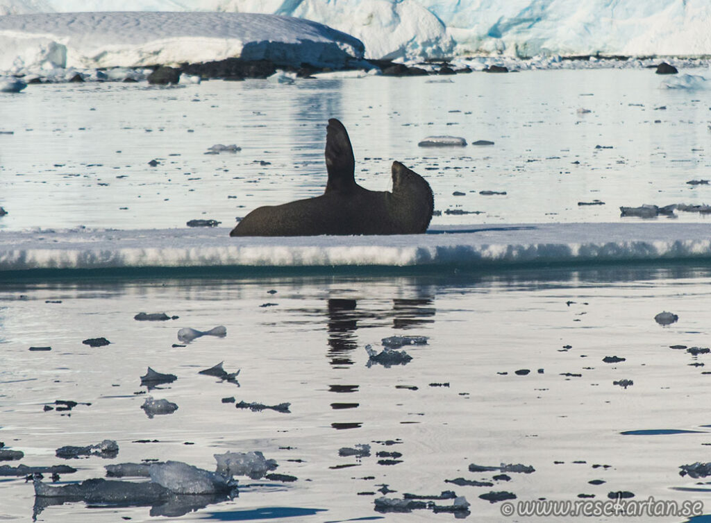 let me be or hello antarctica