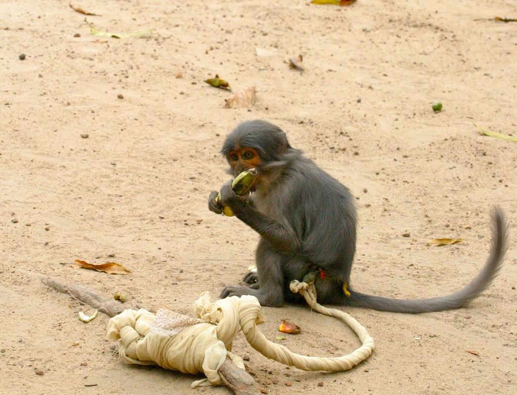 Liberiansk apa, Liberia