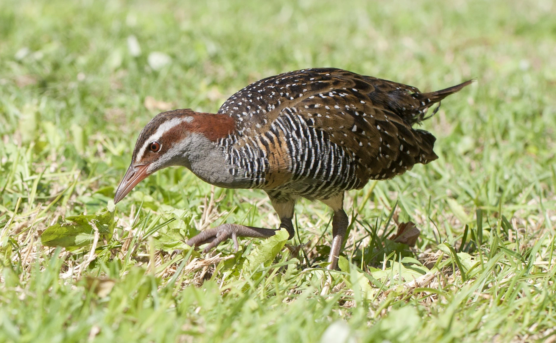 Gallirallus philippensis på Lord Howe Island