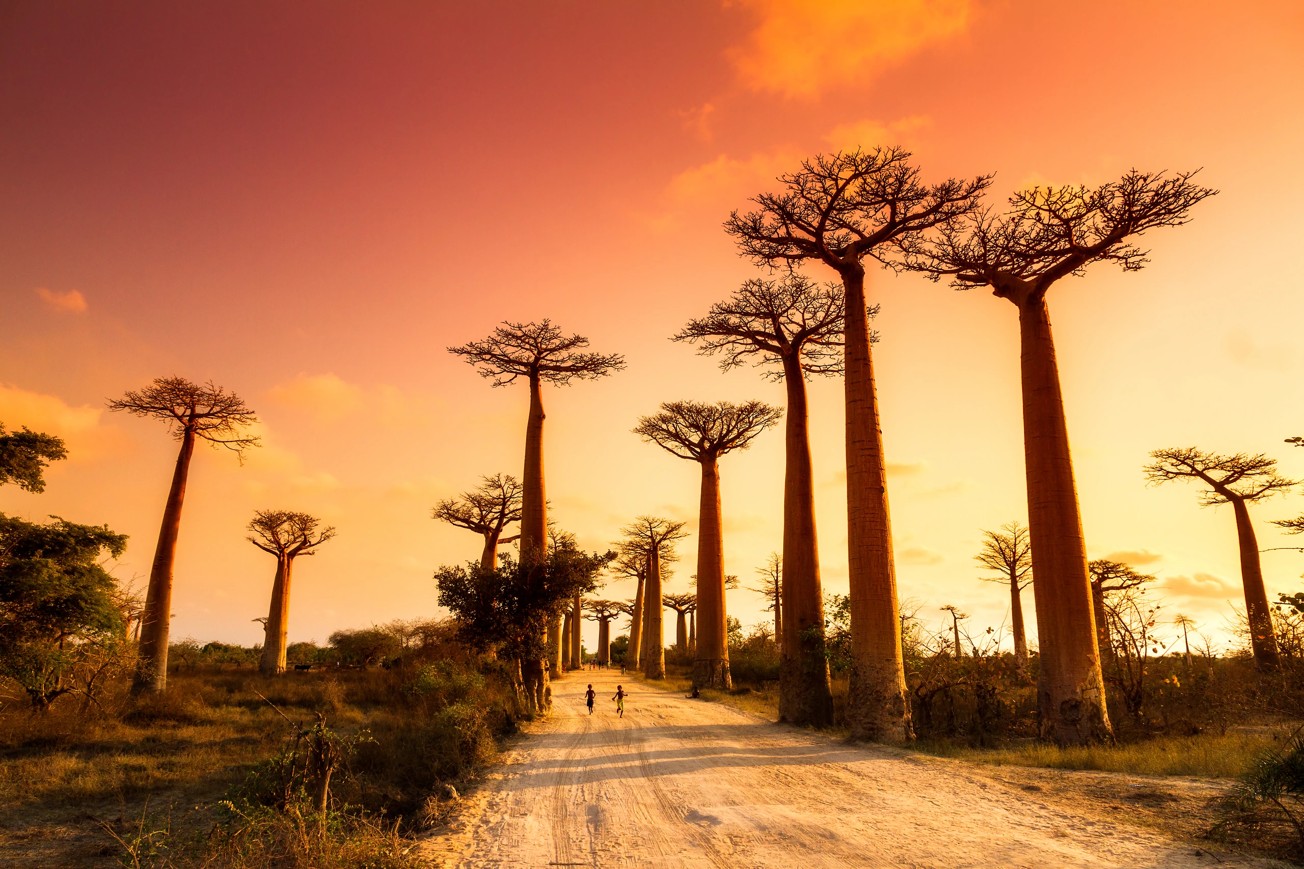 Baobab Alley vid solnedgången, Madagaskar