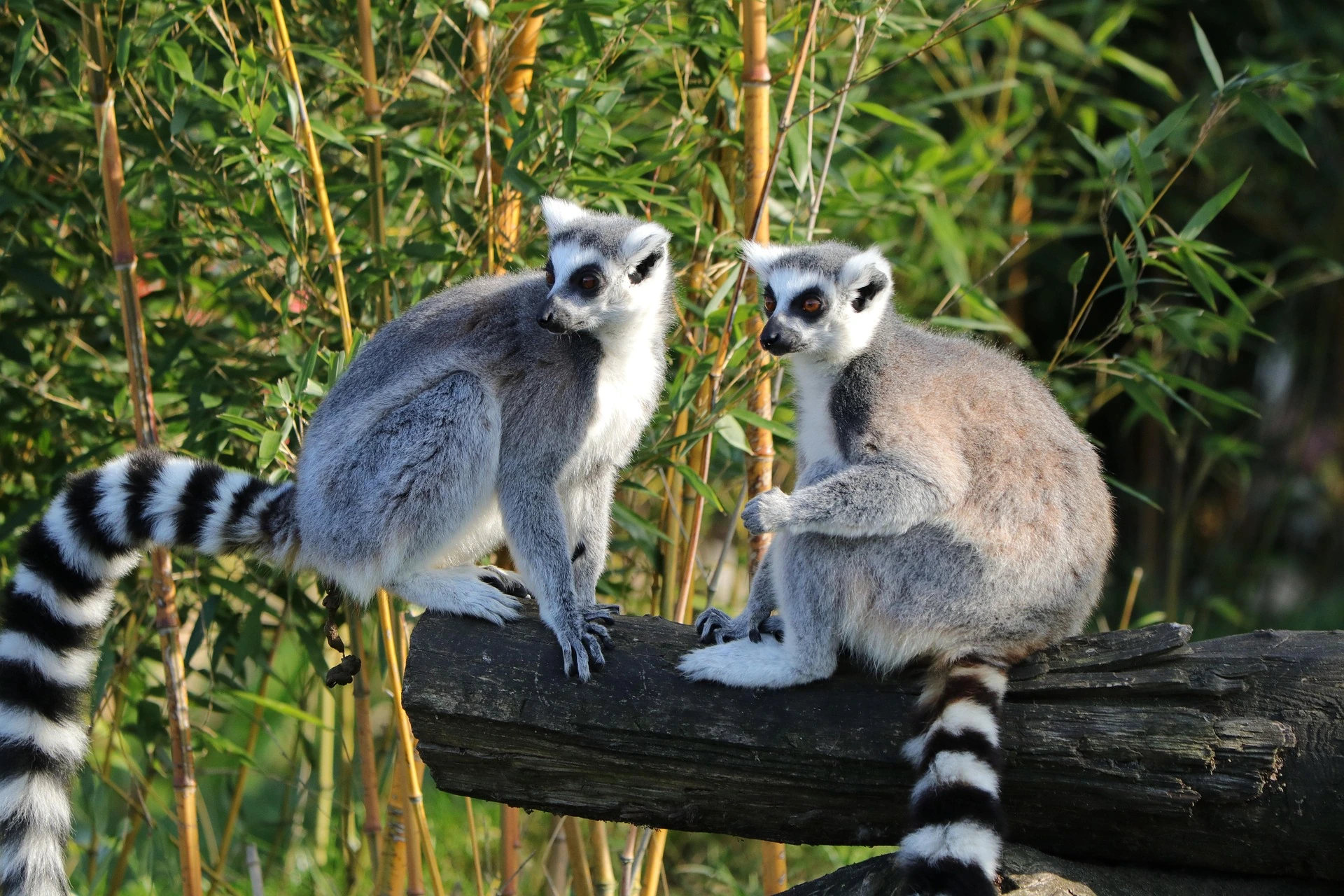 Ringhalsslemur på Madagaskar
