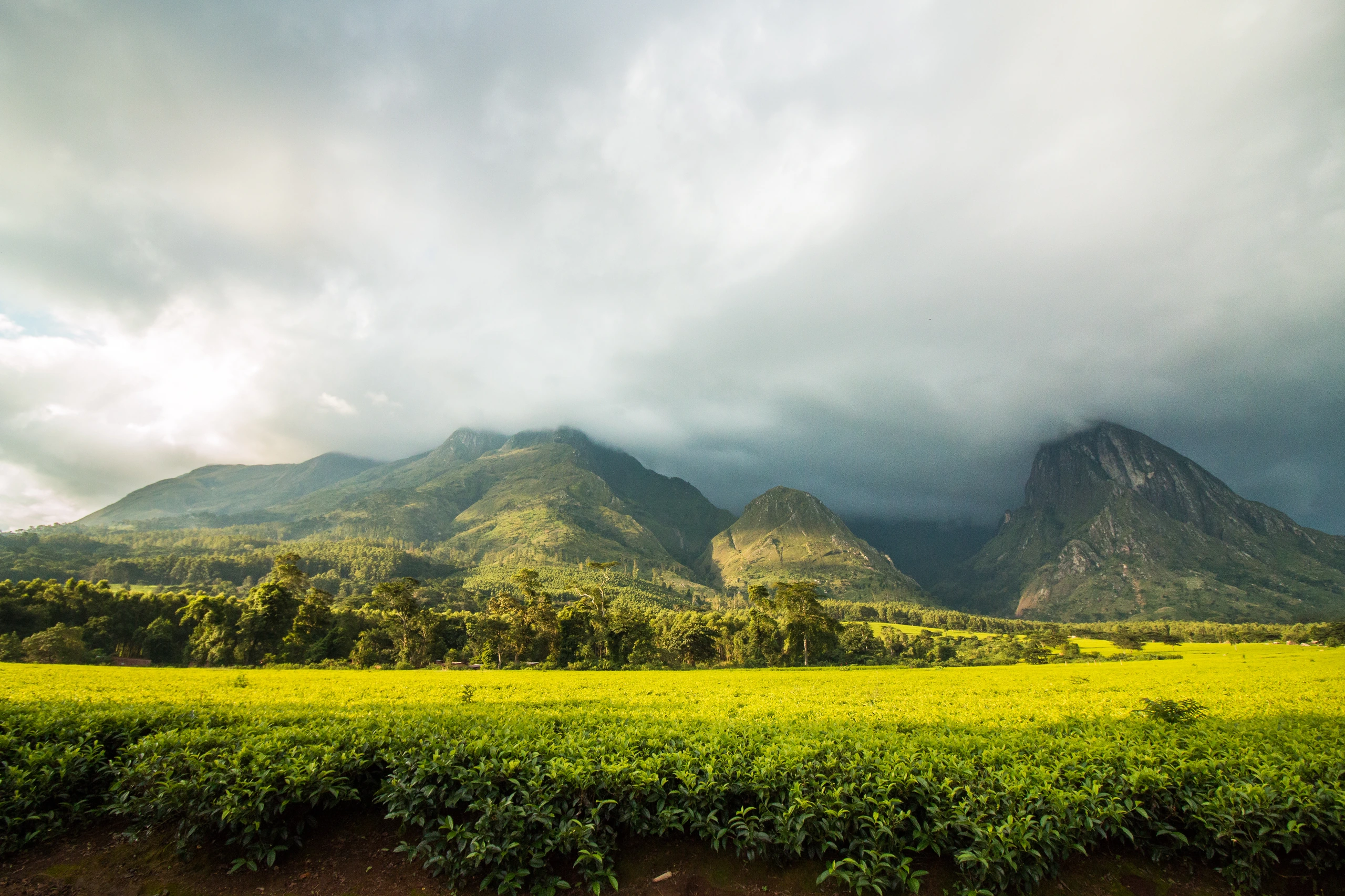 Mount Mulanje med teplantager, Malawi