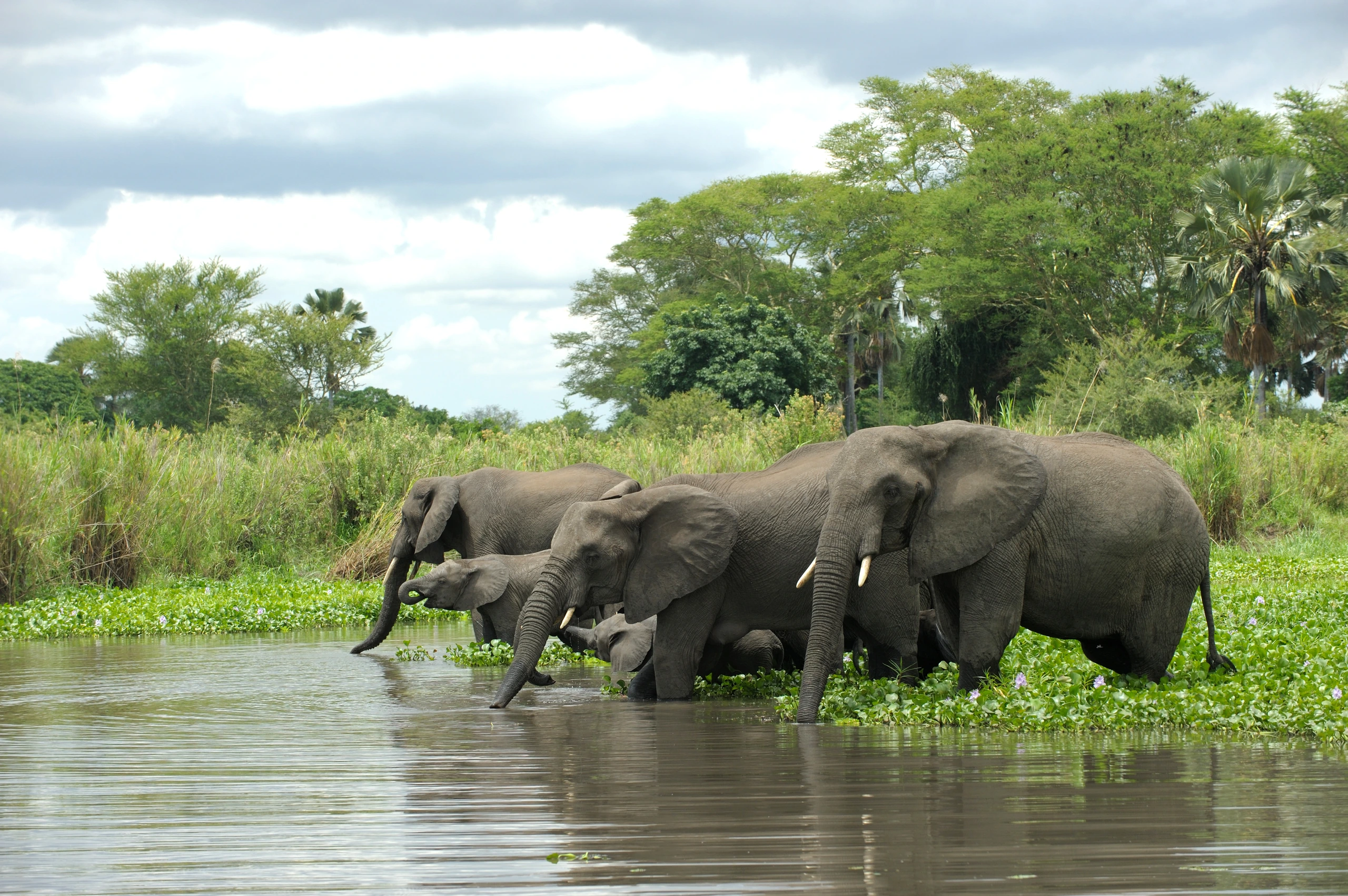Elefantflock vid flod i Malawi