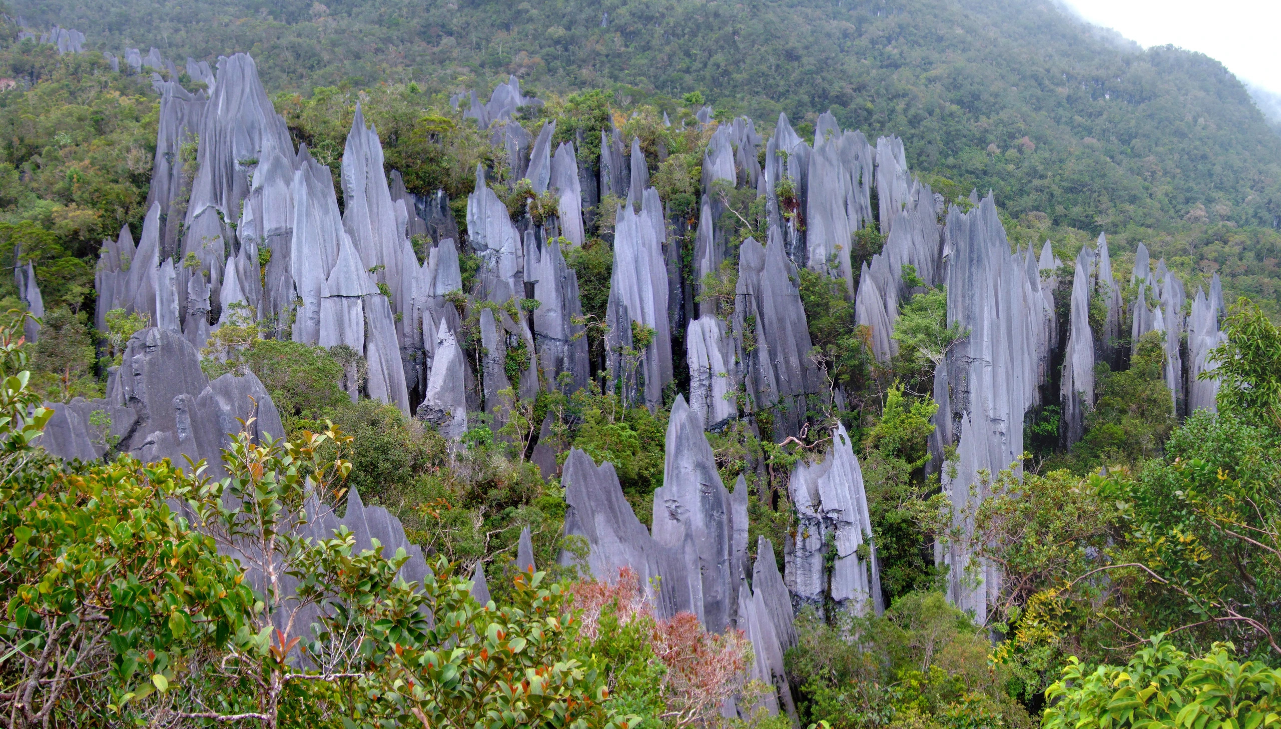 Pinnacles vid Mount Mulu, Borneo, Malaysia