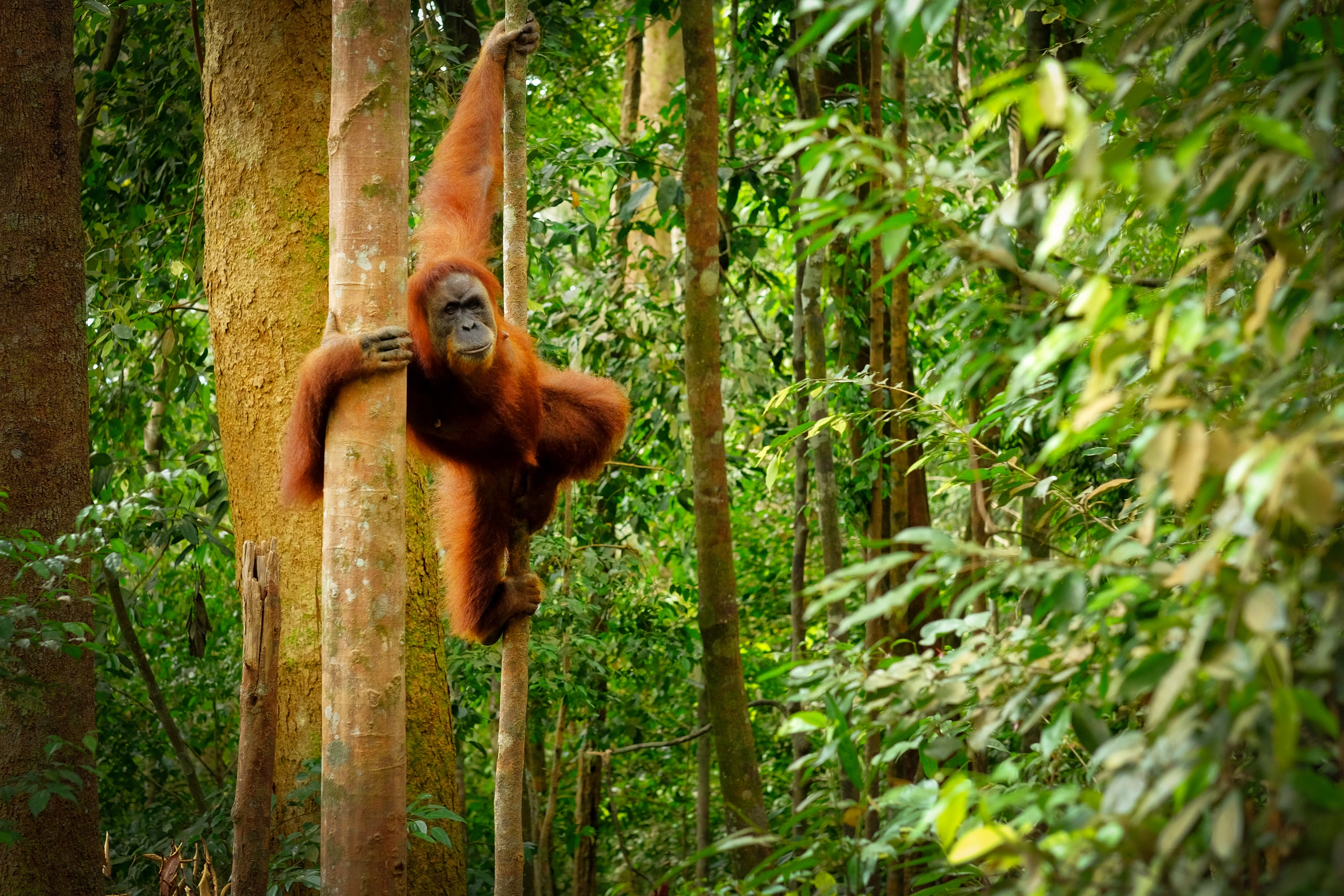 Hoppande vild orangutang i Malaysia