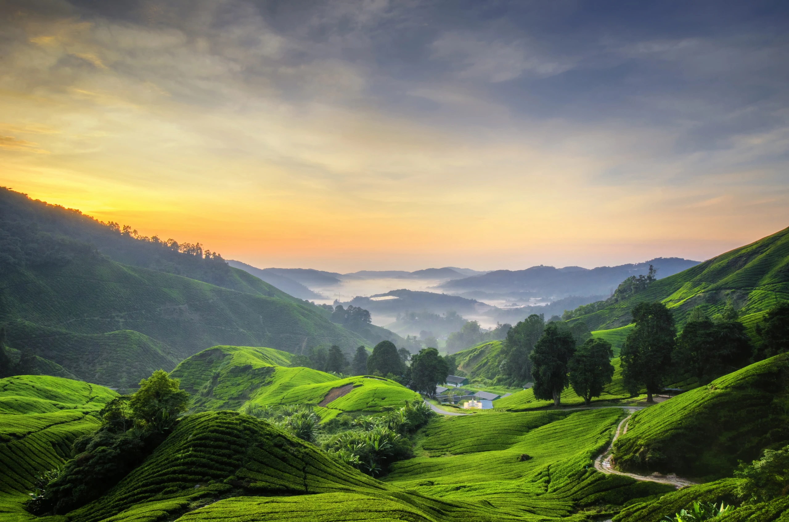 Soluppgång över teplantage, Cameron Highlands, Malaysia