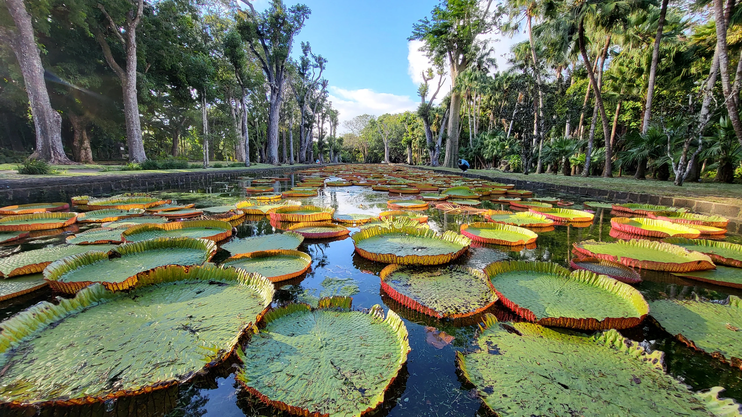 Sir Seewoosagur Ramgoolam Botanic Garden, Mauritius