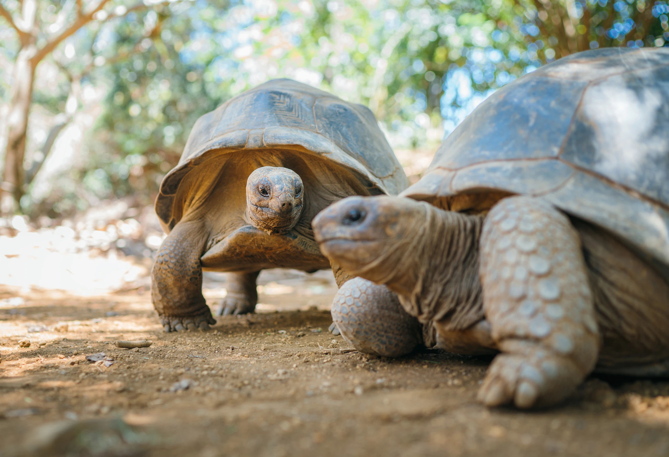 Aldabra-sköldpaddor på Mauritius