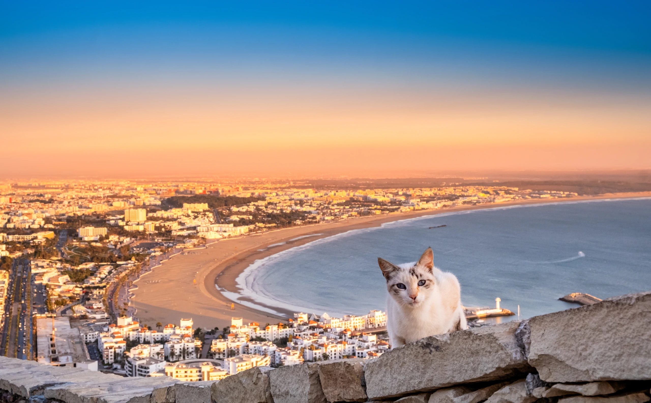 Vit katt vid Oufla-fästningen i Agadir, Marocko