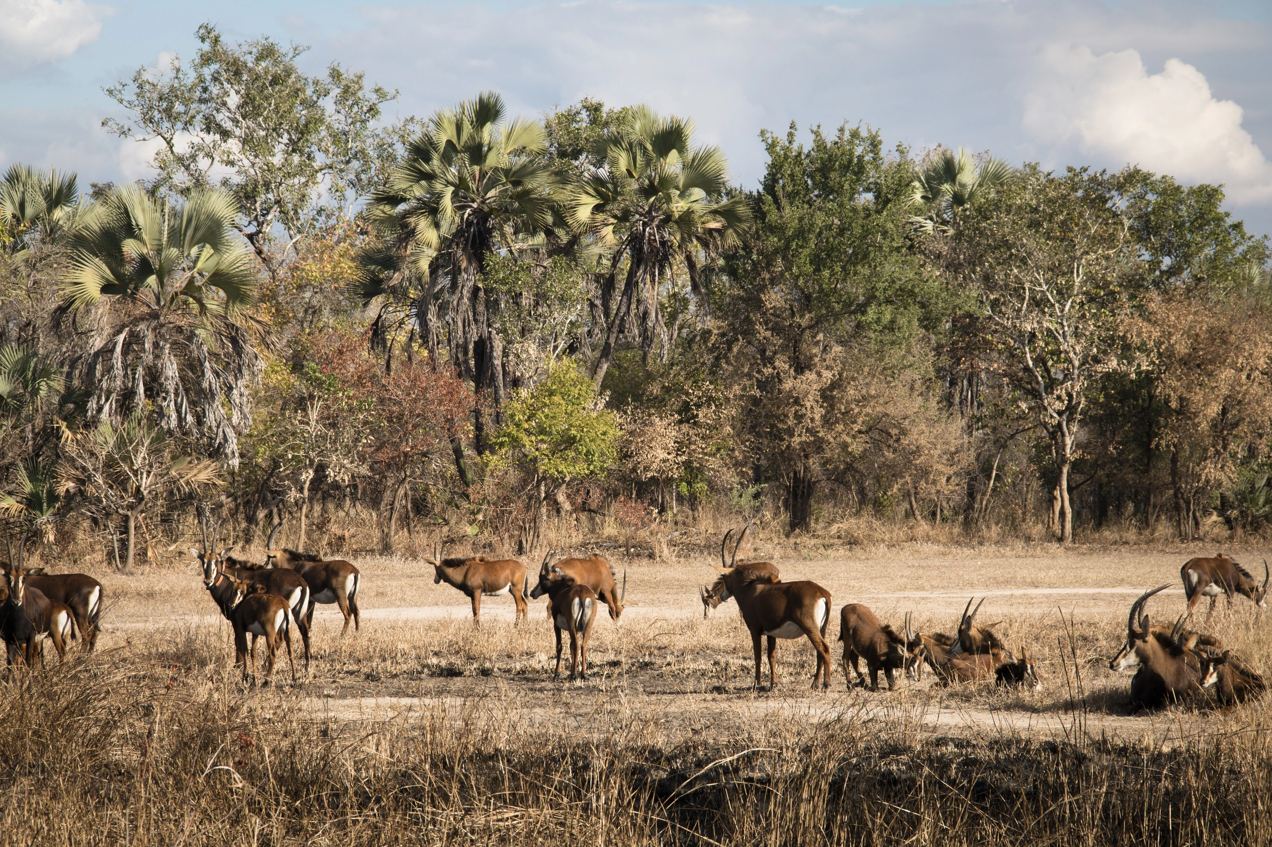 Vattenbockar på savannen i Gorongosa National Park, Moçambique