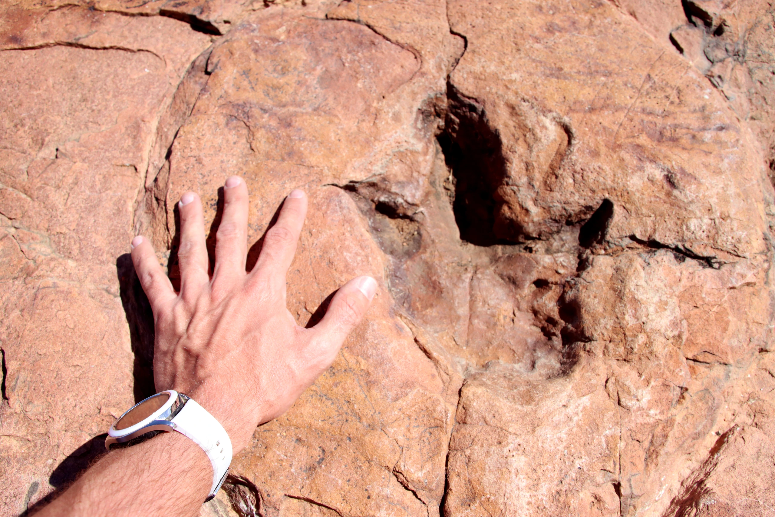 Ceratosaurus fotspår i Namibia