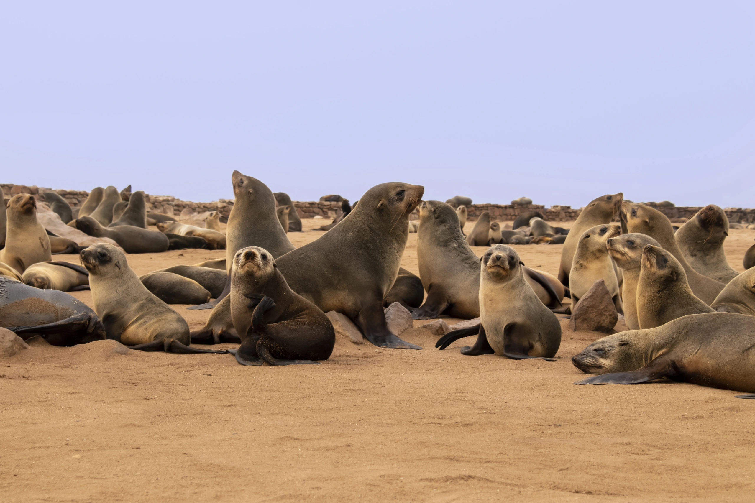 Sälar vid Cape Cross, Namibia