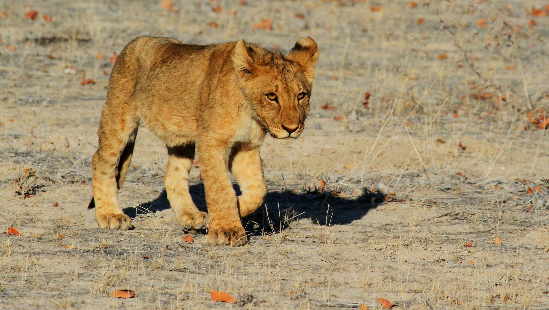 Lejonunge i Namibia