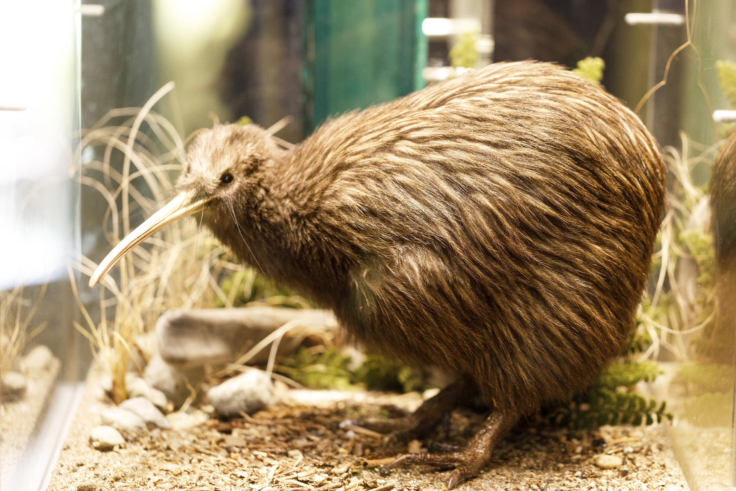 Närbild av kiwi på Rainbow Springs, Rotorua, Nya Zeeland