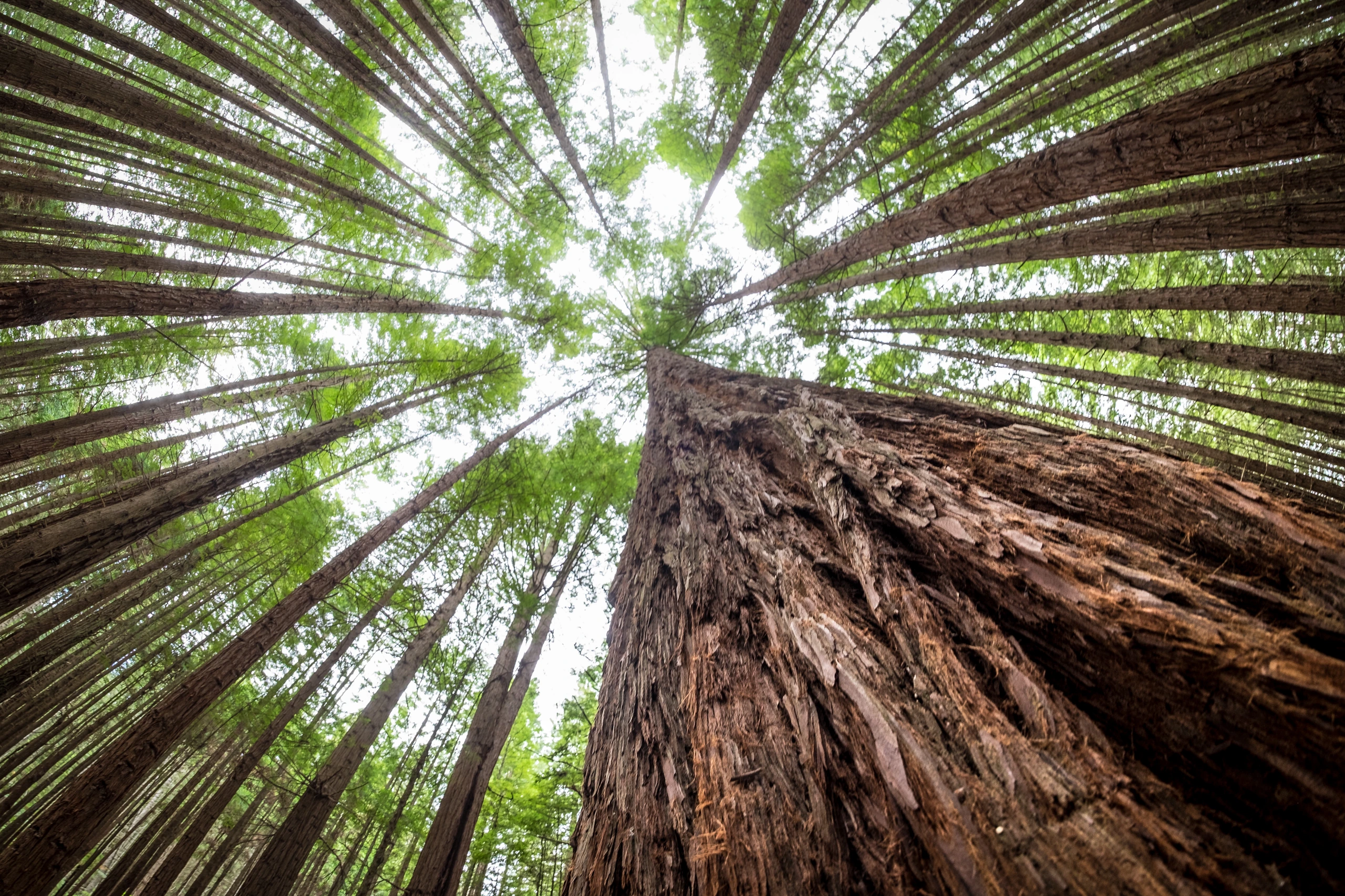 Höga träd i Redwoods, Rotorua, Nya Zeeland