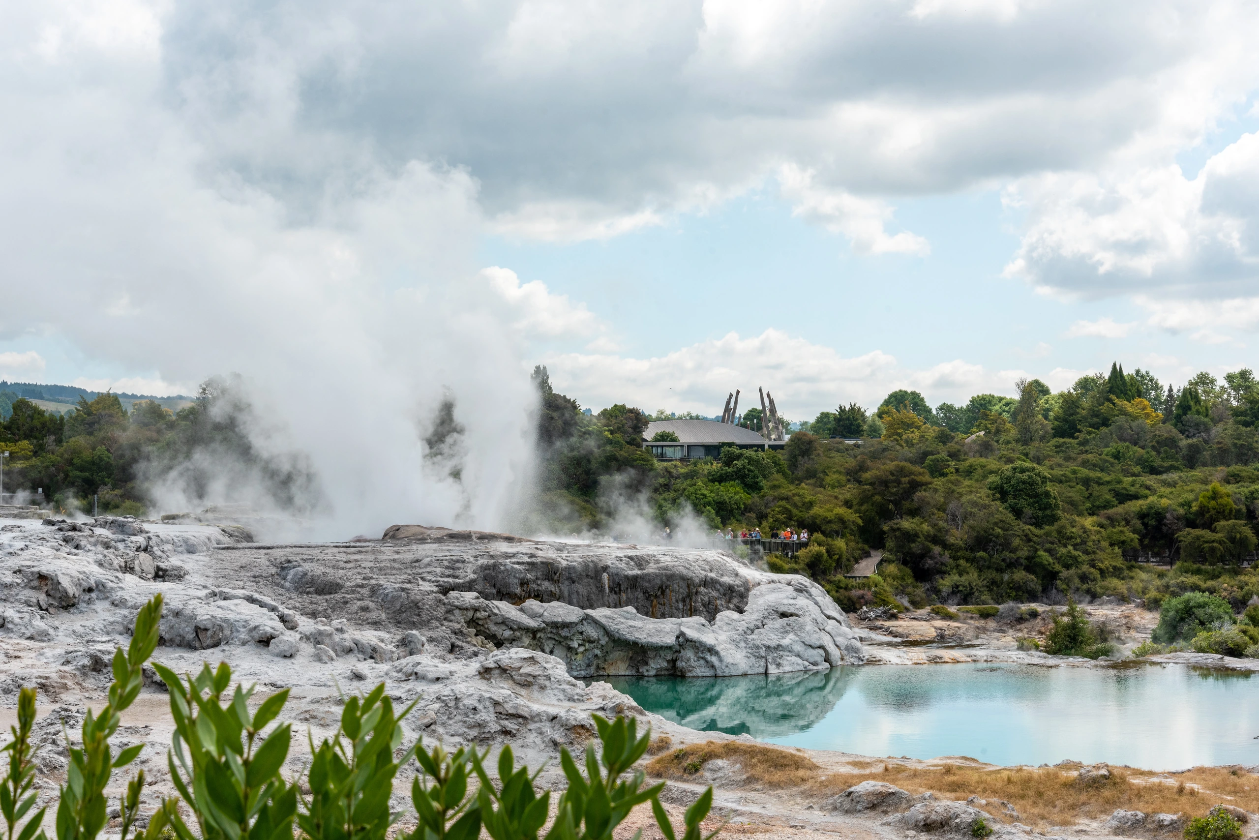 Geotermiskt fält med geyser i Whakarewarewa, Nya Zeeland