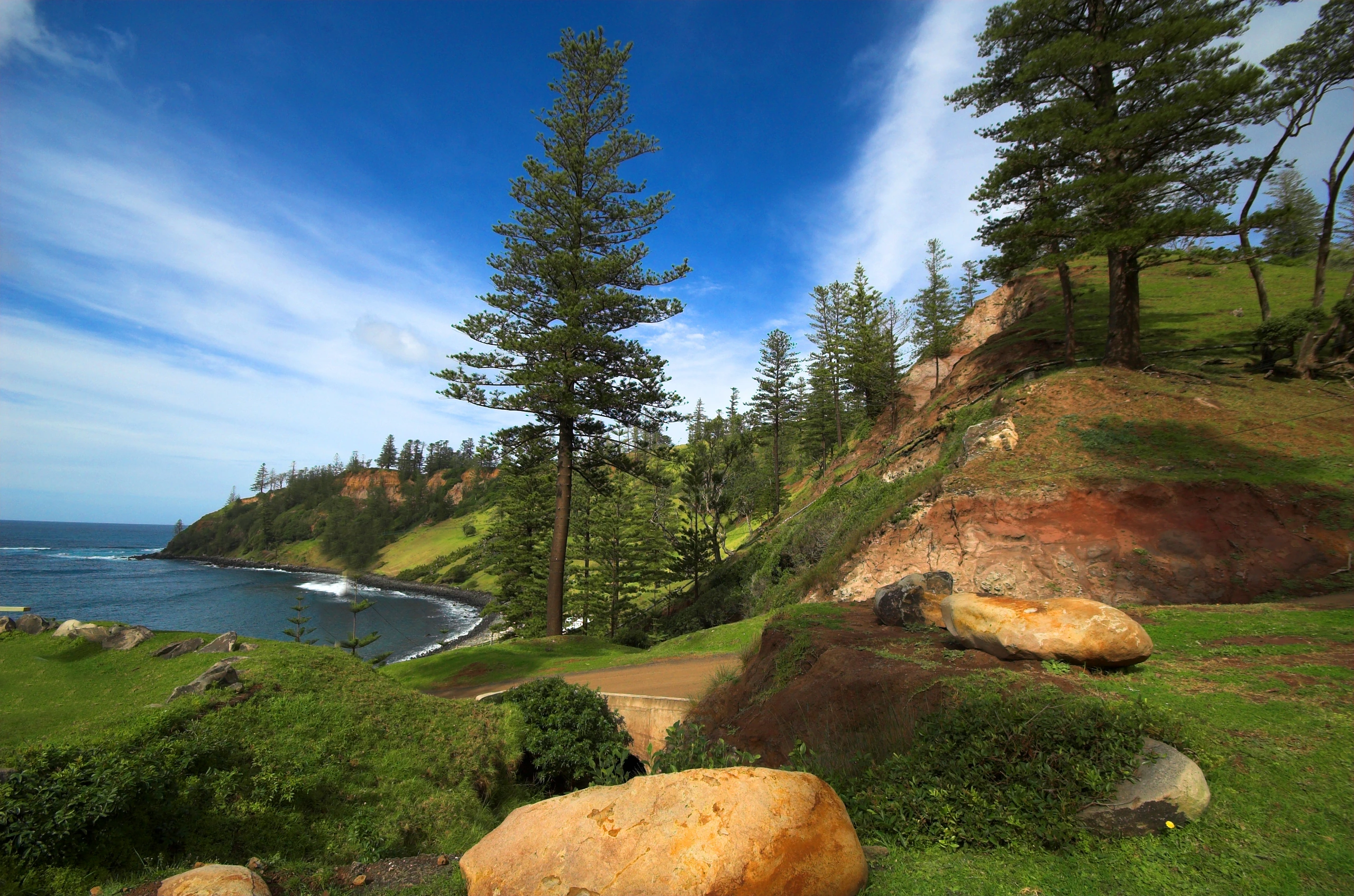 Norfolk Island Pines