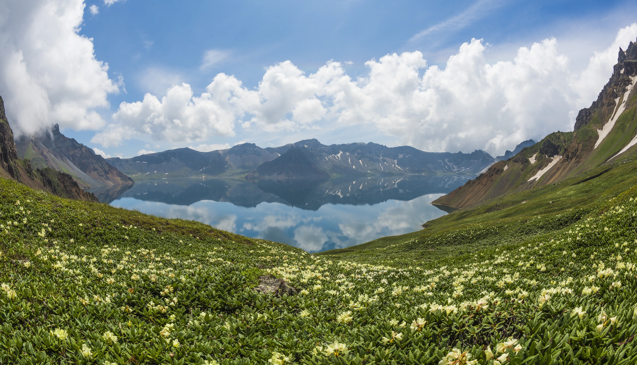 Vildblommor på Mt. Baekdu, Nordkorea