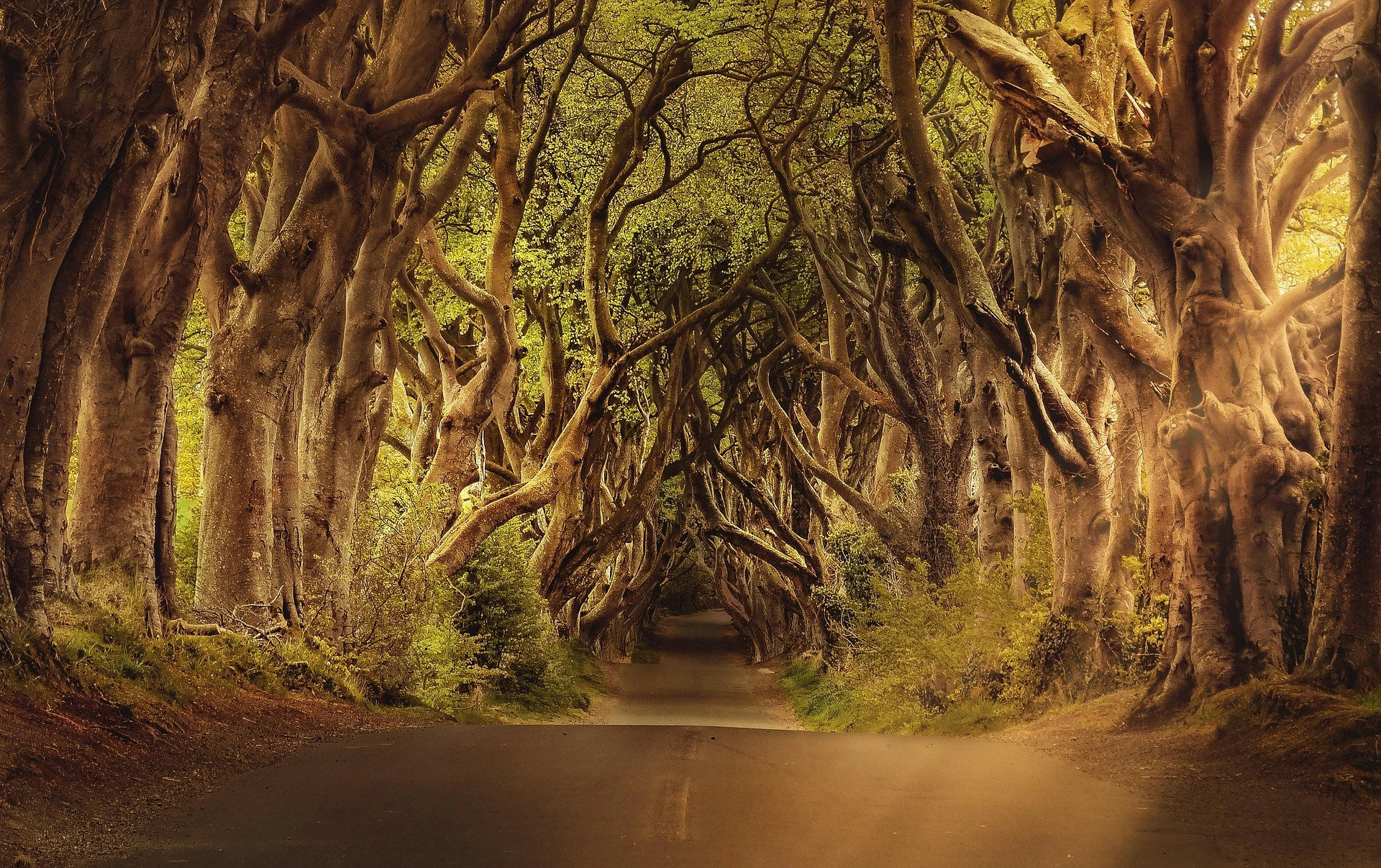 The Dark Hedges, Nordirland