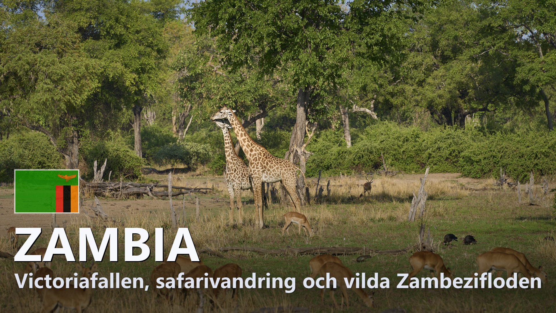 Zambia – Reseguide