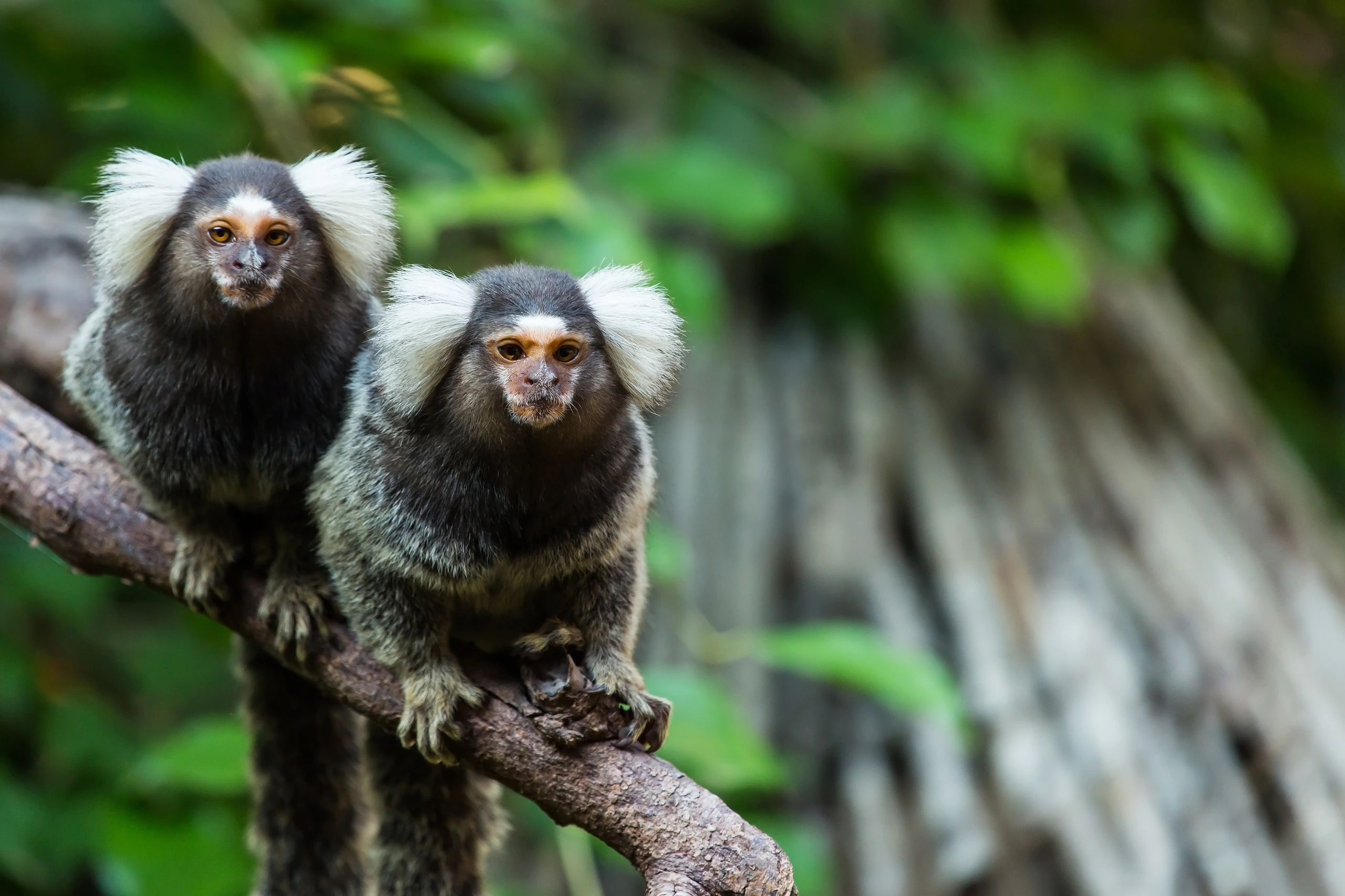 Marmosetapa i Paraguay