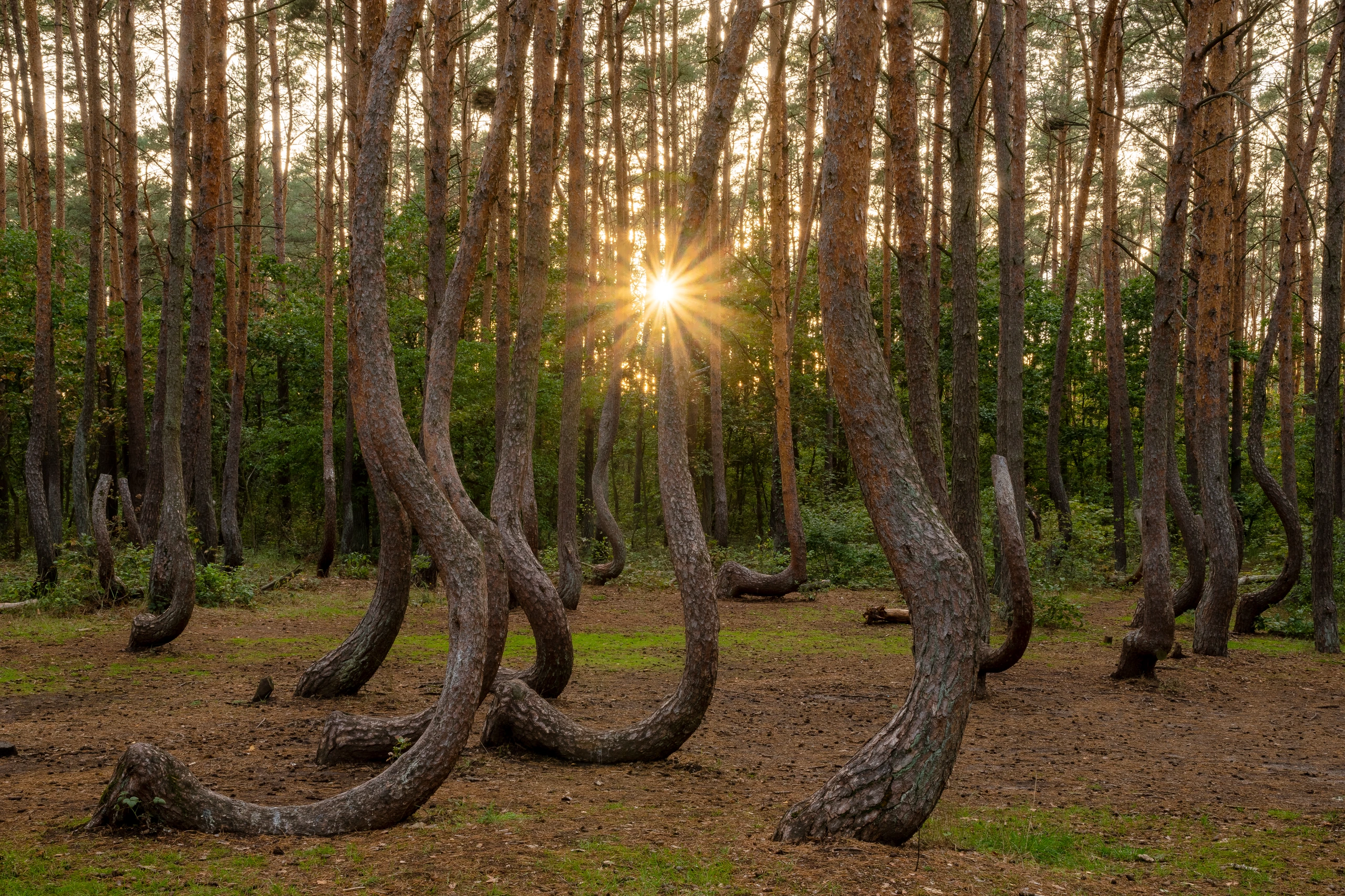 Mystisk skog med böjda tallar, Gryfino, Polen