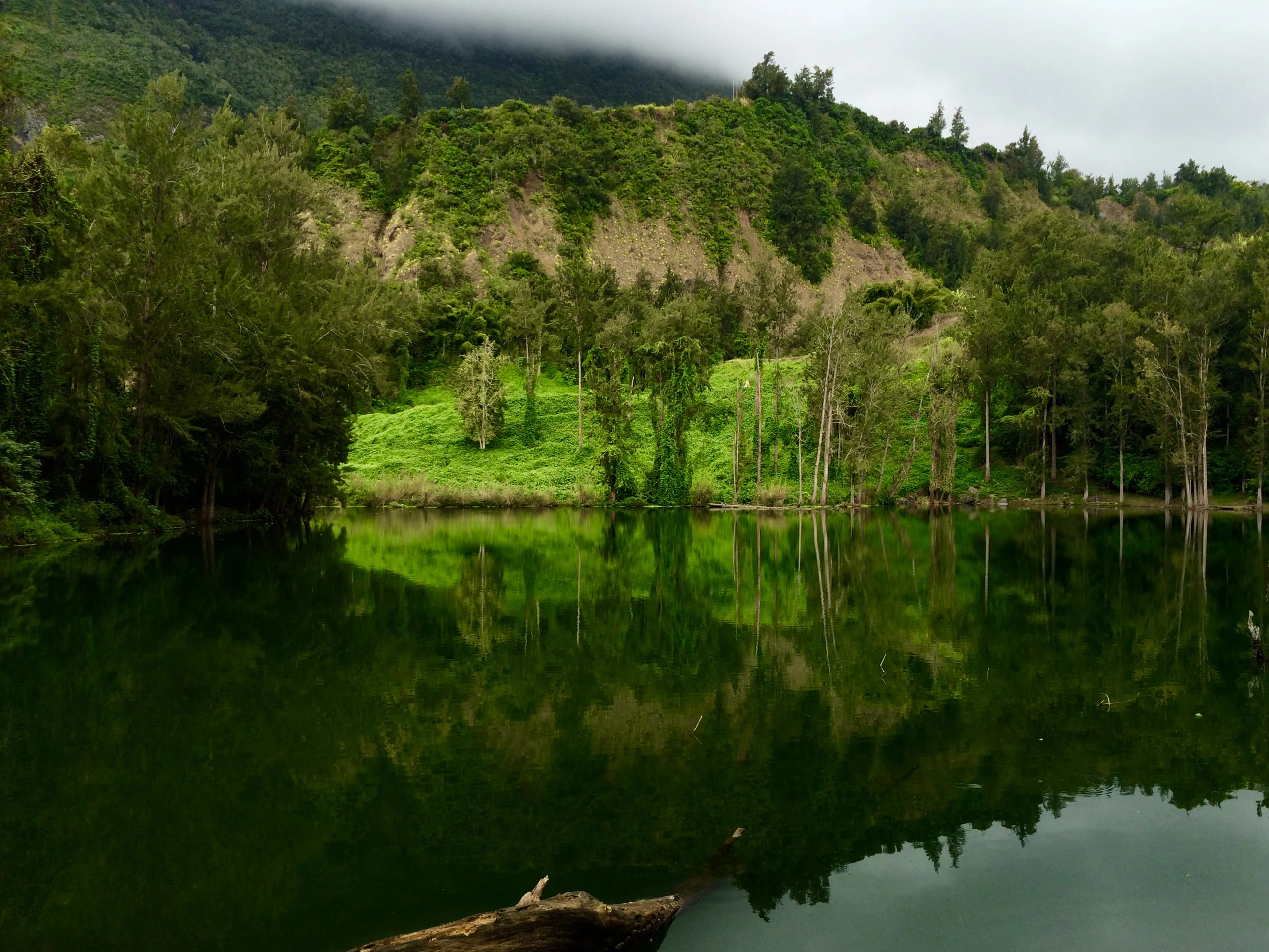 Mare à Poule d'Eau, Réunion