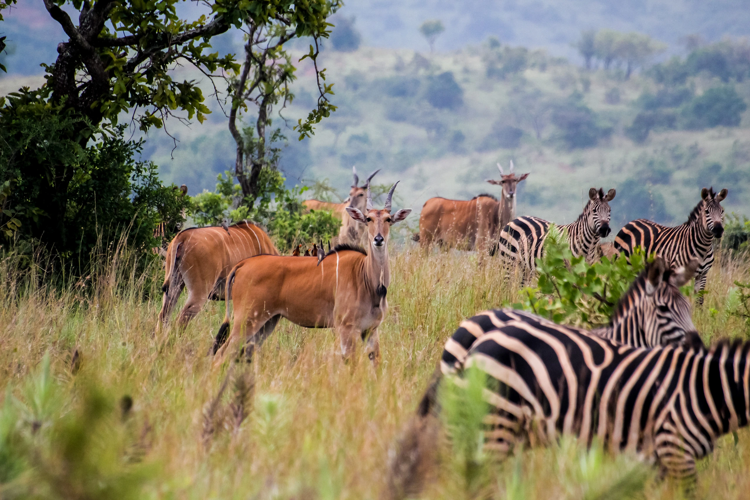 Akagera nationalpark i Rwanda