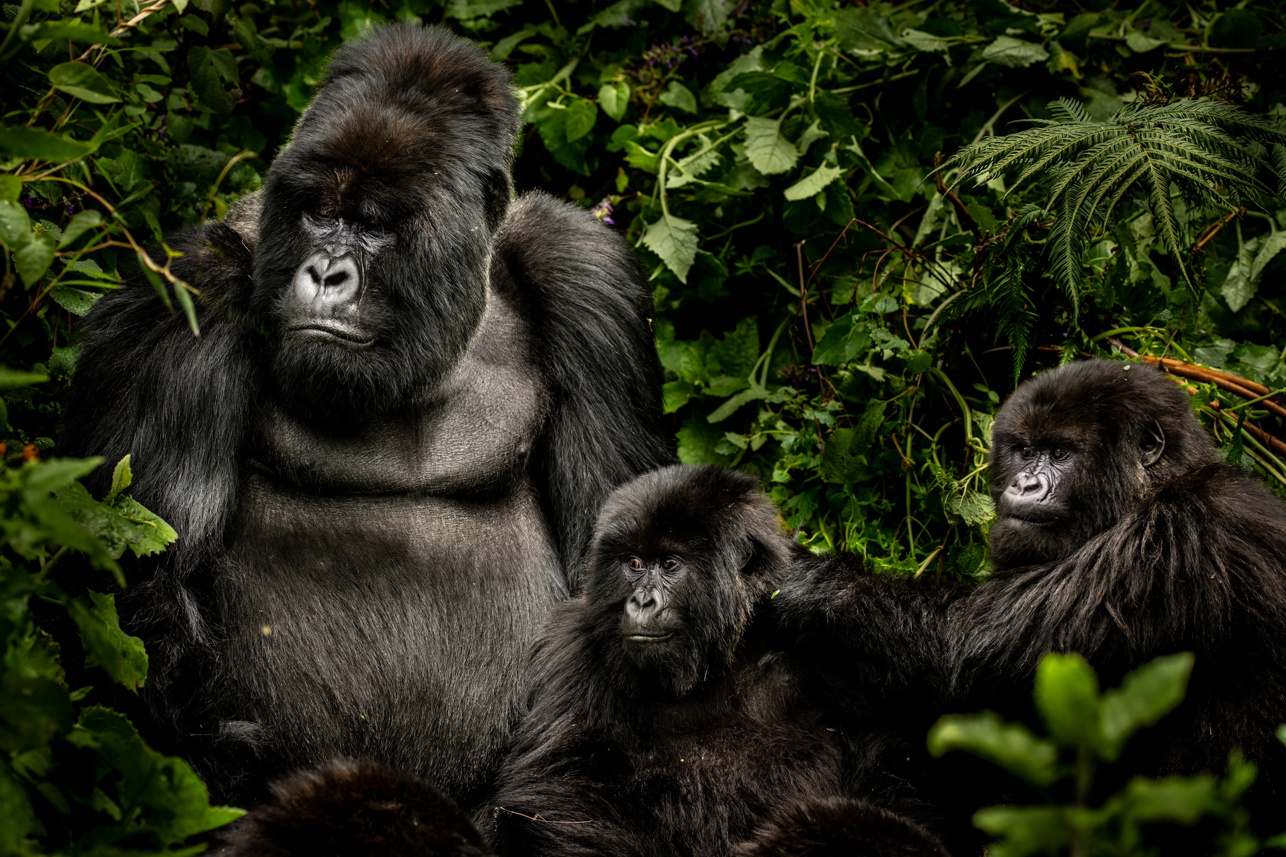 Silverback gorilla med sin familj i Rwanda