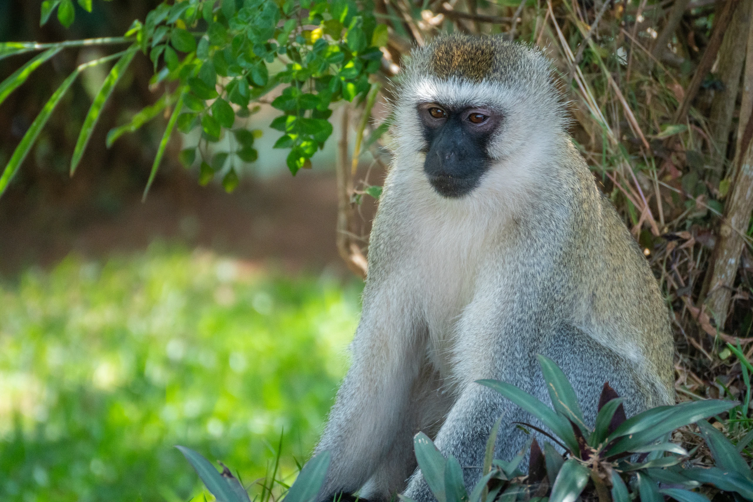 Mandrill i Nyungwe Forest National Park, Rwanda