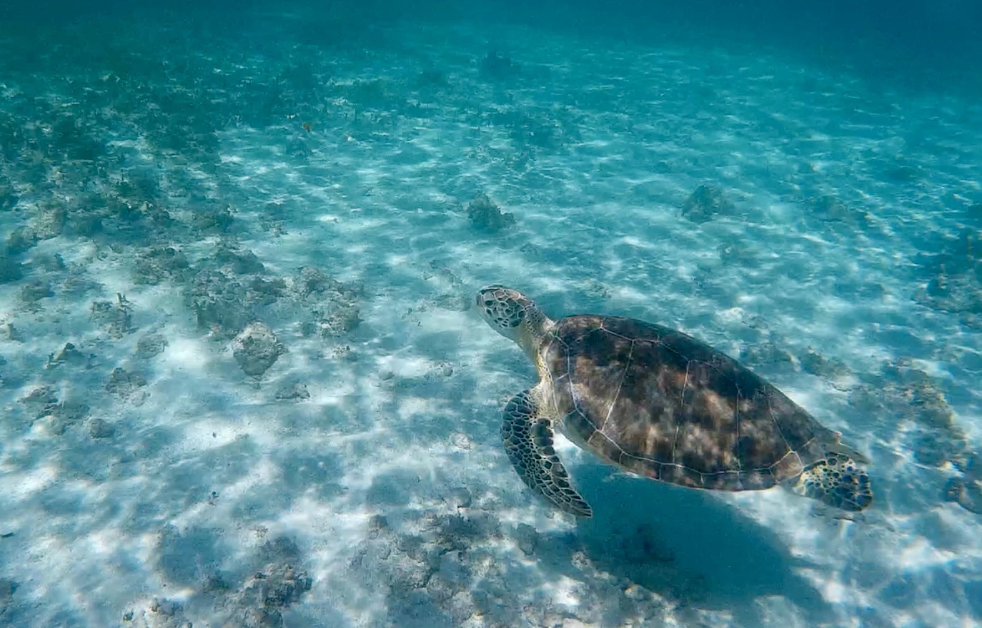 Grön sköldpadda i Karibien, Saint Barthélemy