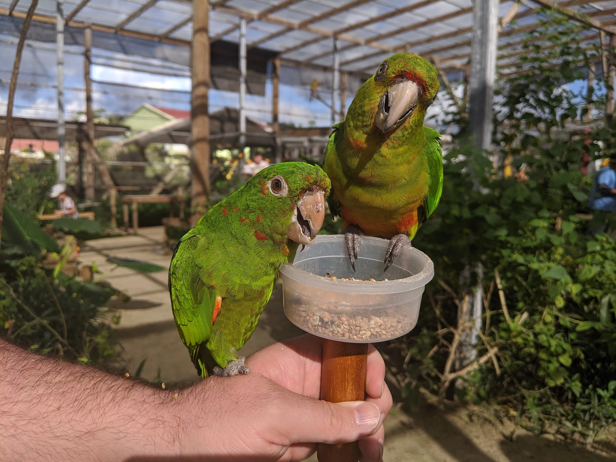 Parrot Ville, Belvedere, St Maarten, Saint Martin