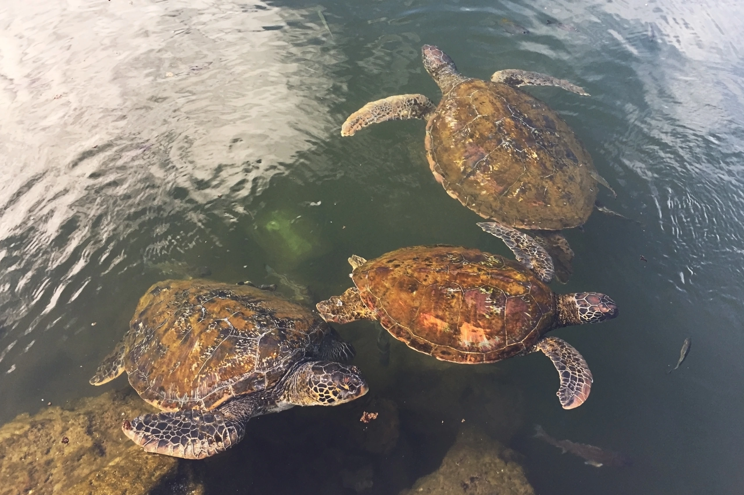 Simning med sköldpaddor i Sato'alepai, Samoa