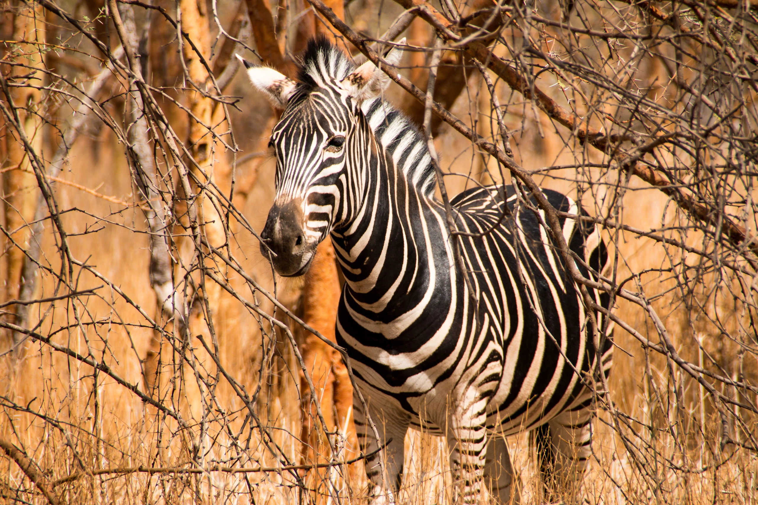 Zebra i Bandia, Senegal